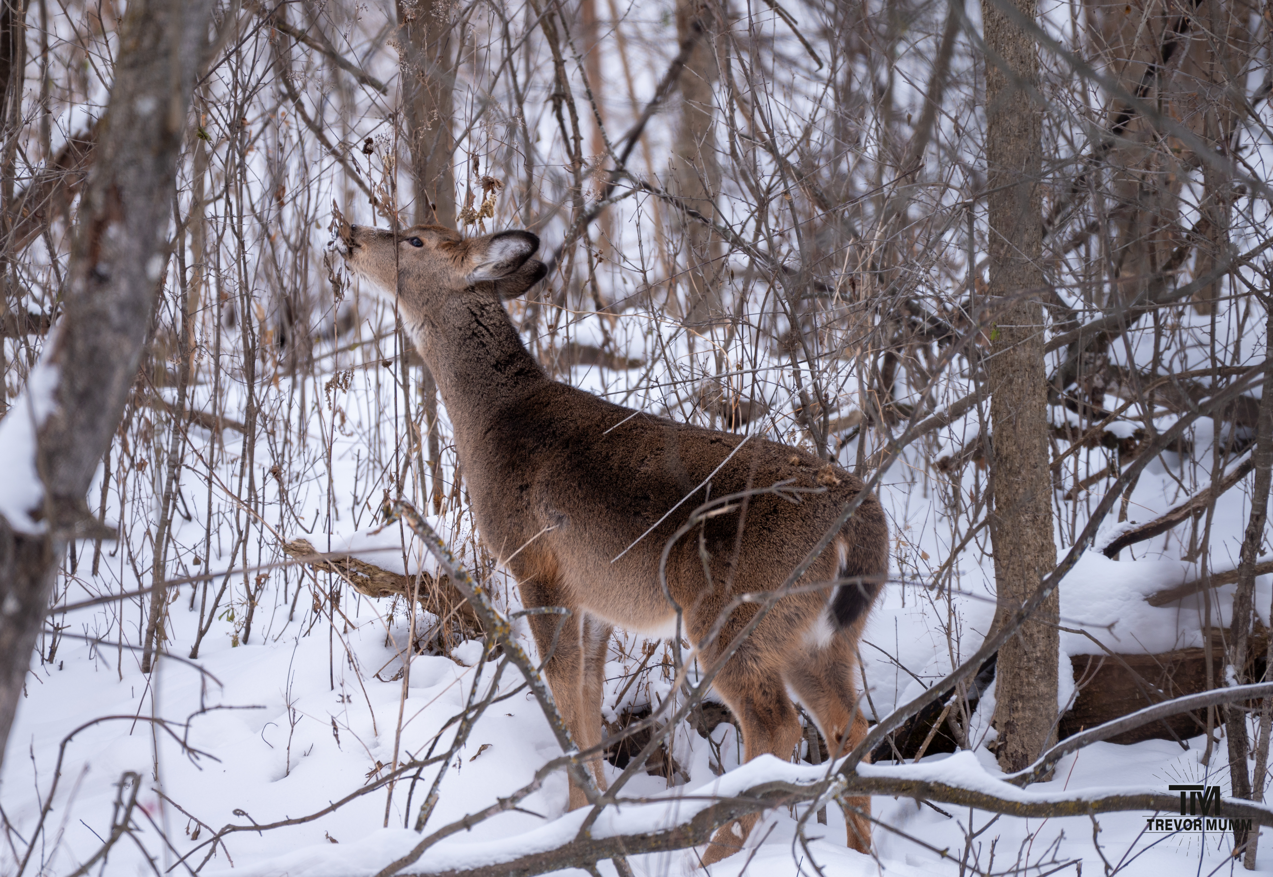White Tailed Deer | Putnam Park, Eau Claire WI | 12-5-25