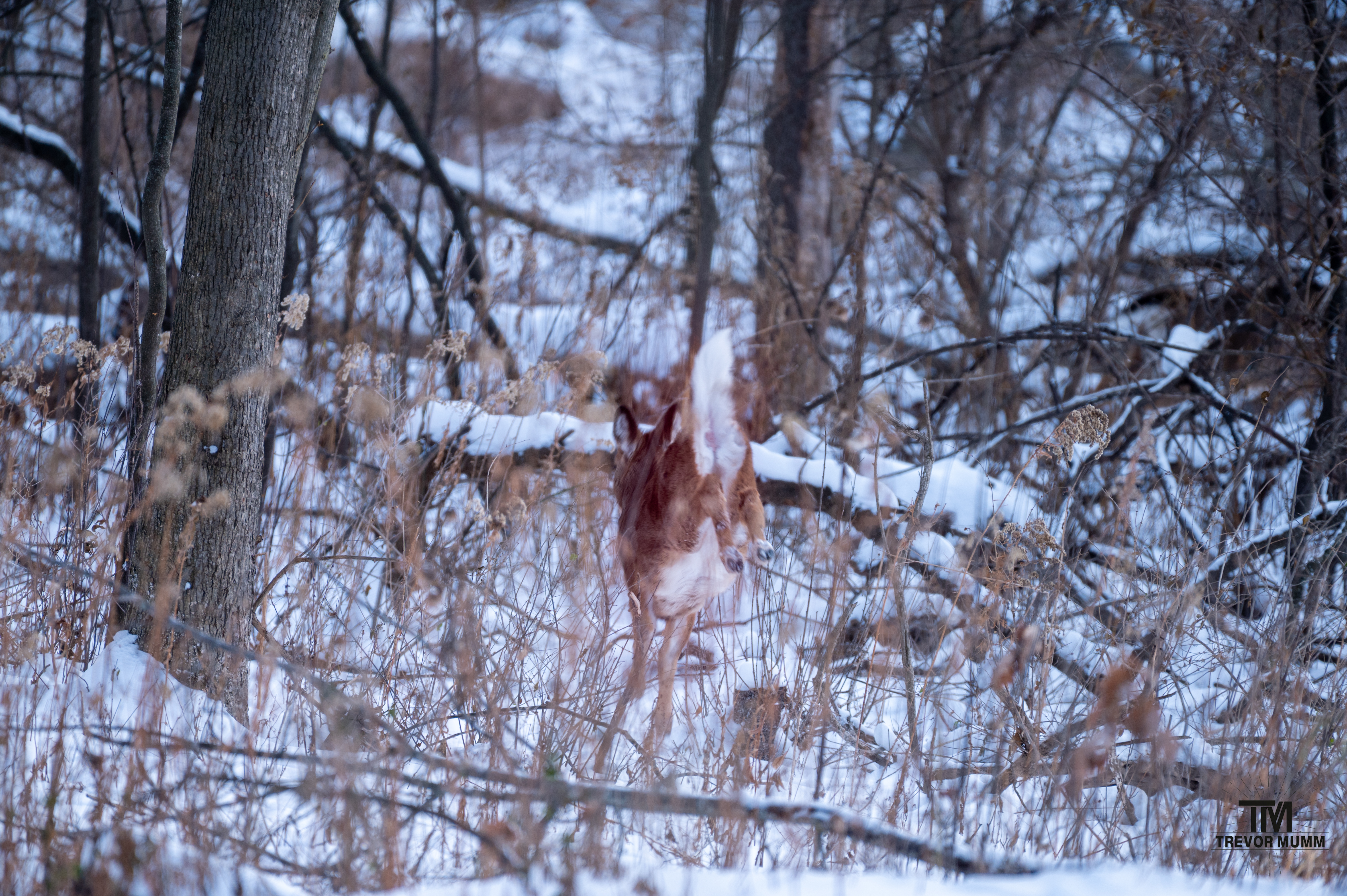 White Tailed Deer | Putnam Park, Eau Claire WI | 12-5-25