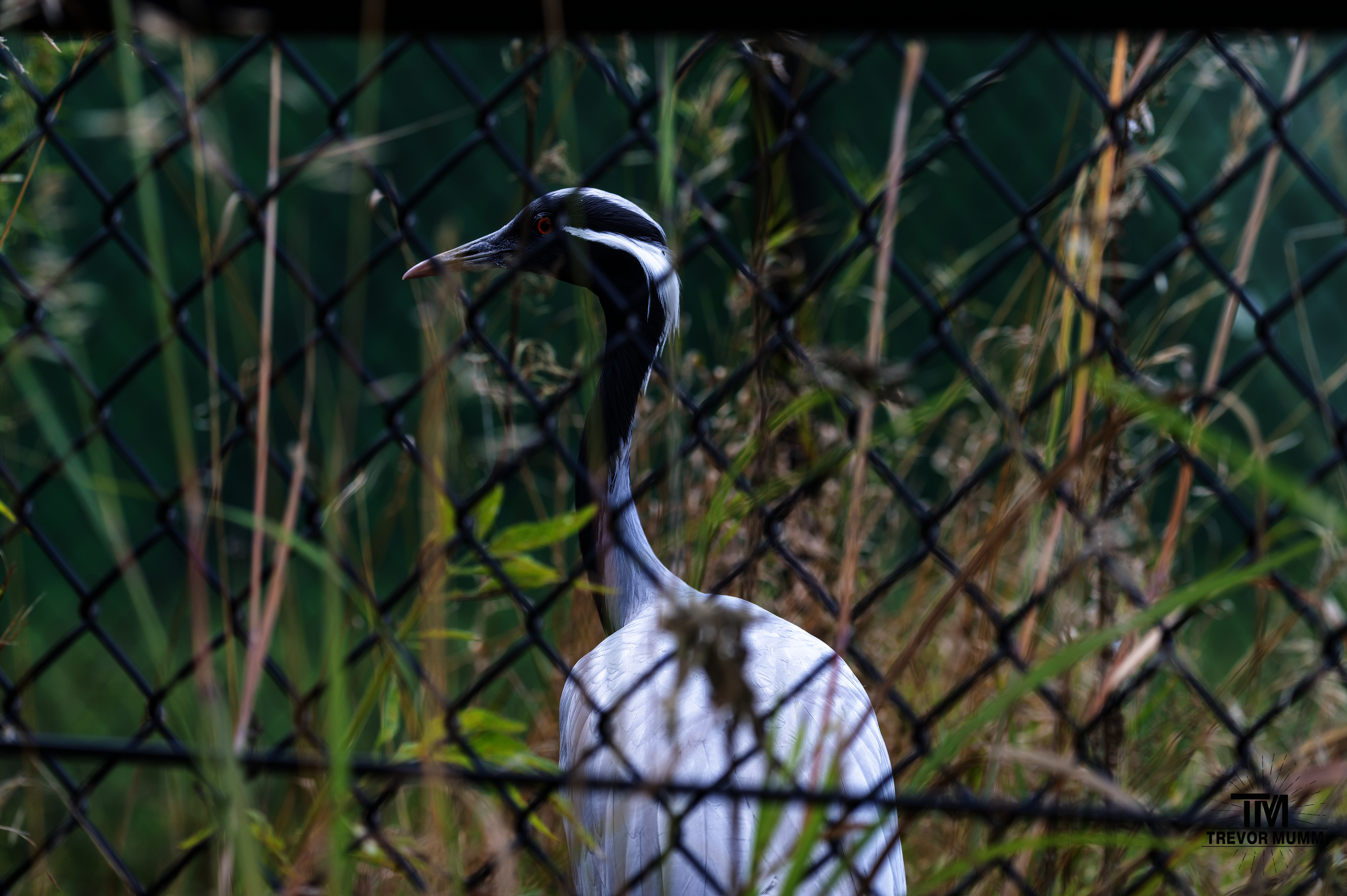 Demoiselle Crane