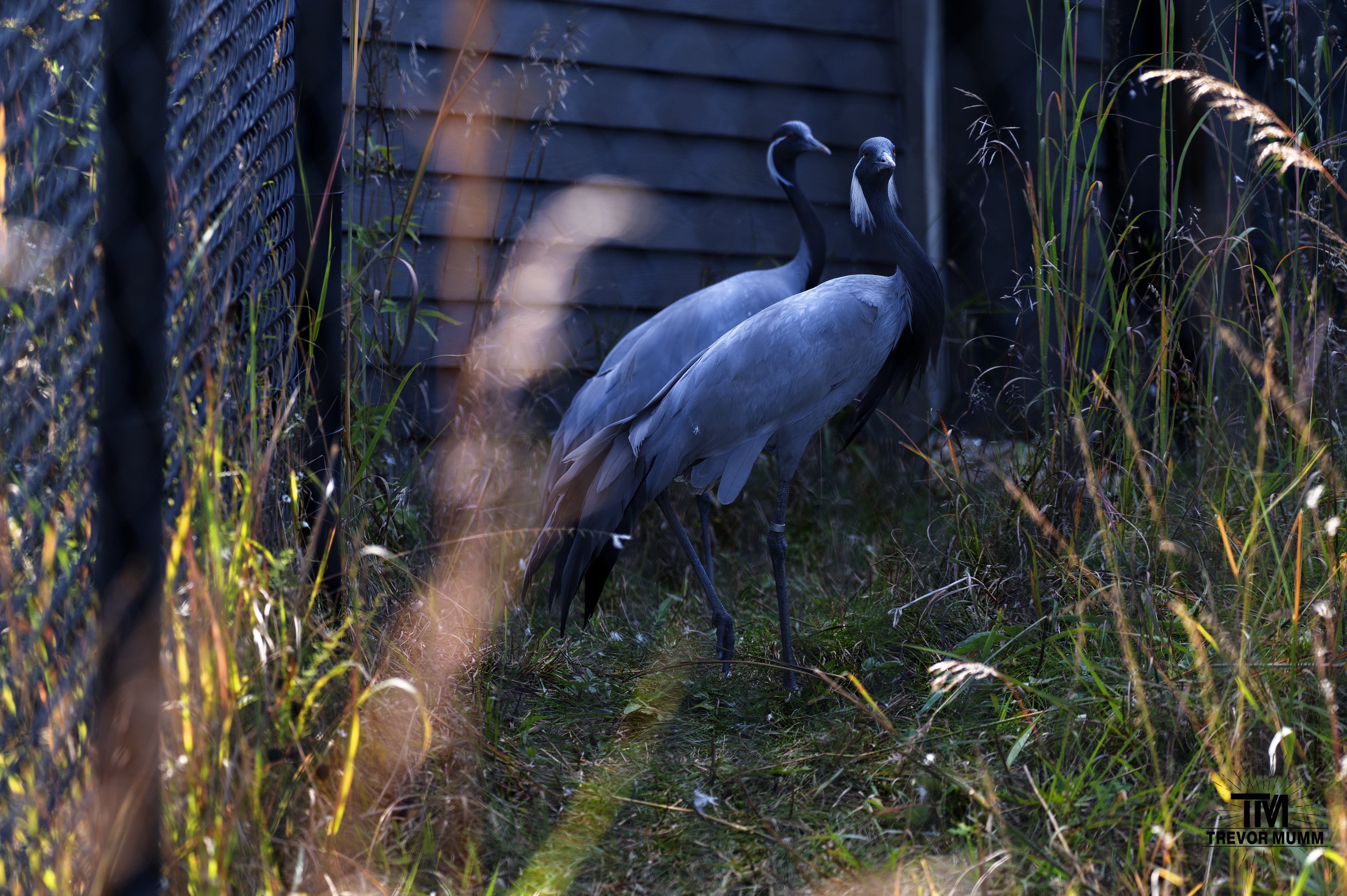 Demoiselle Crane