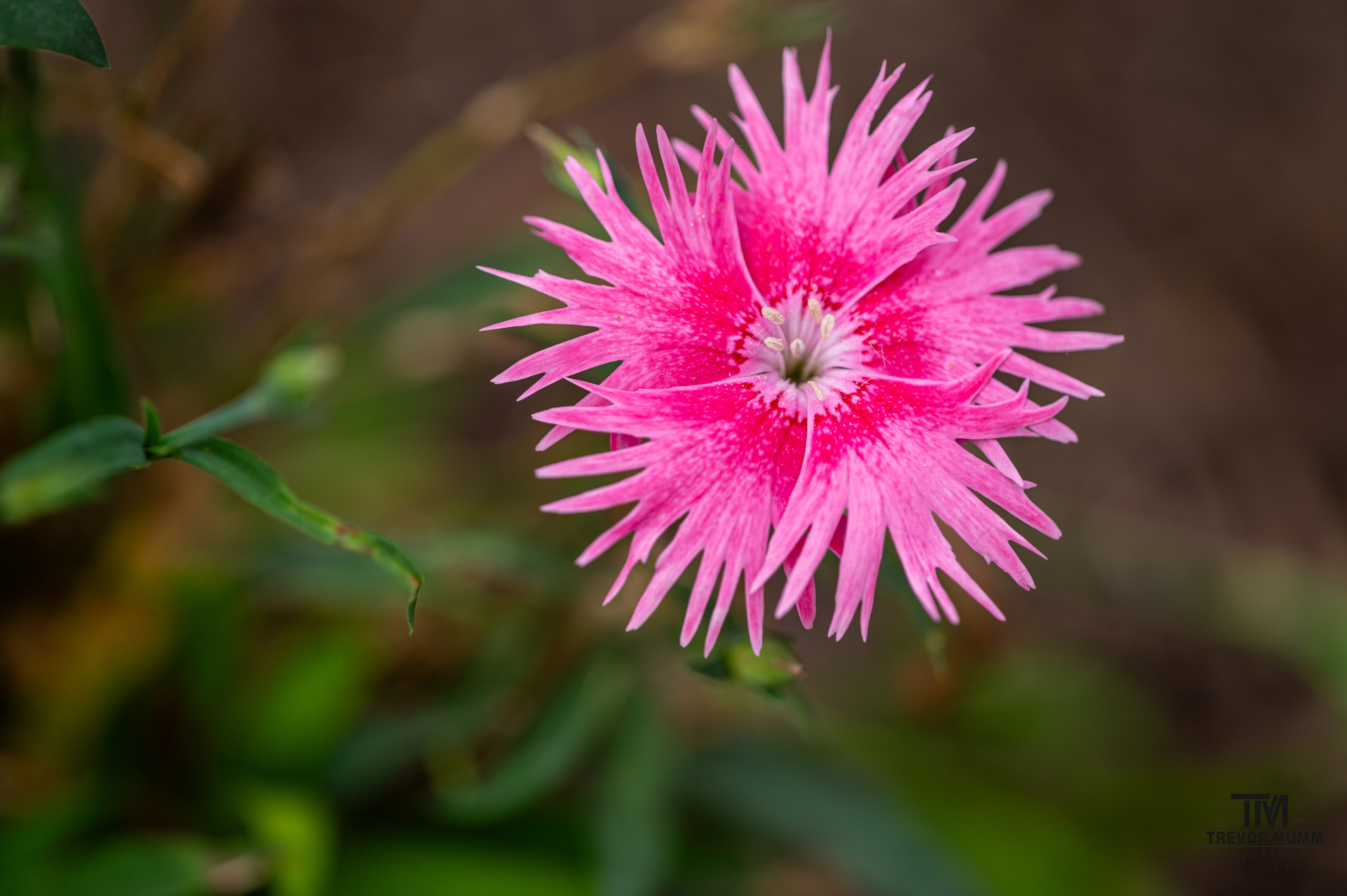 Dianthus F1 Supra