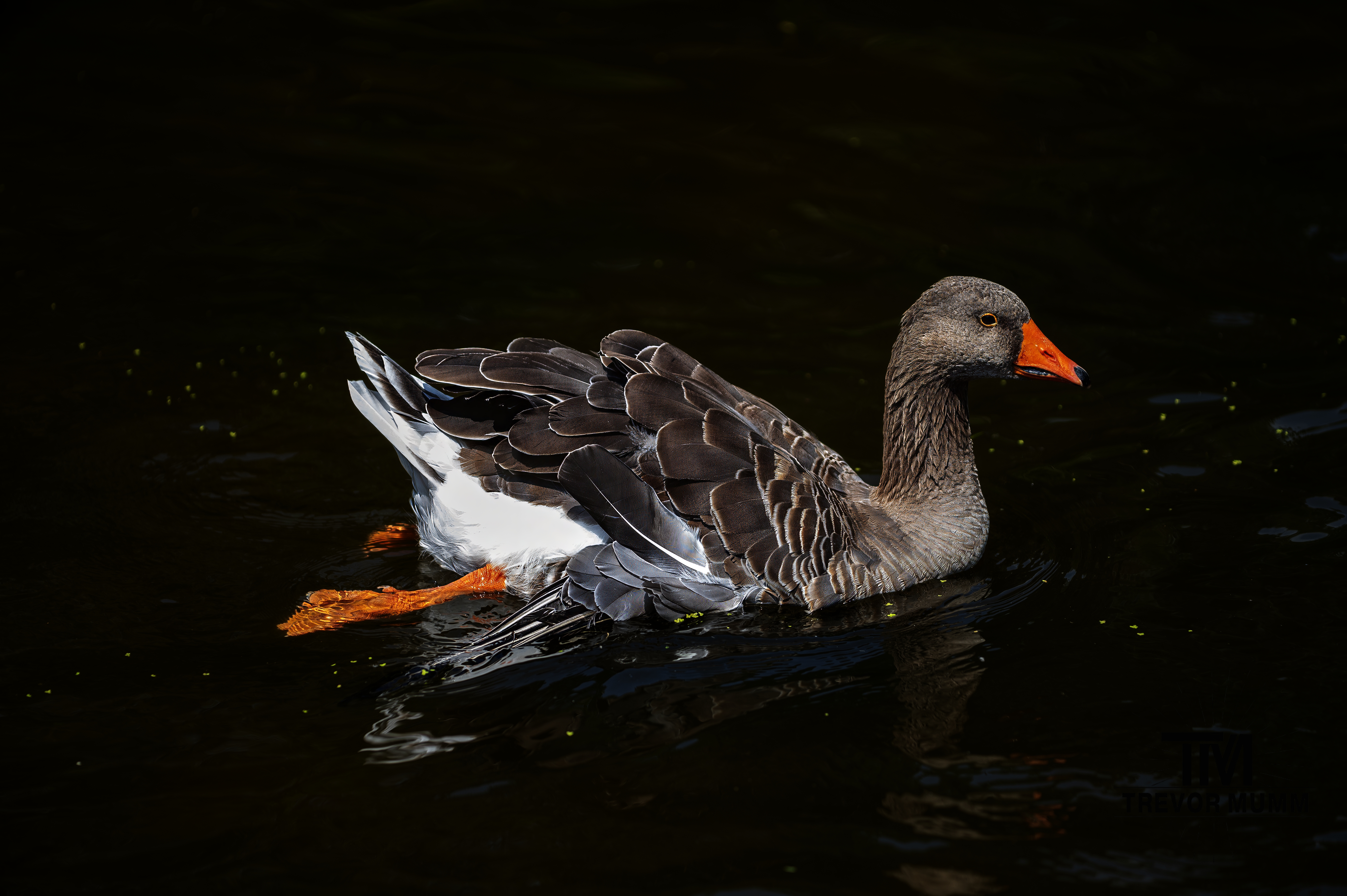 Domestic Goose | Irvine Park