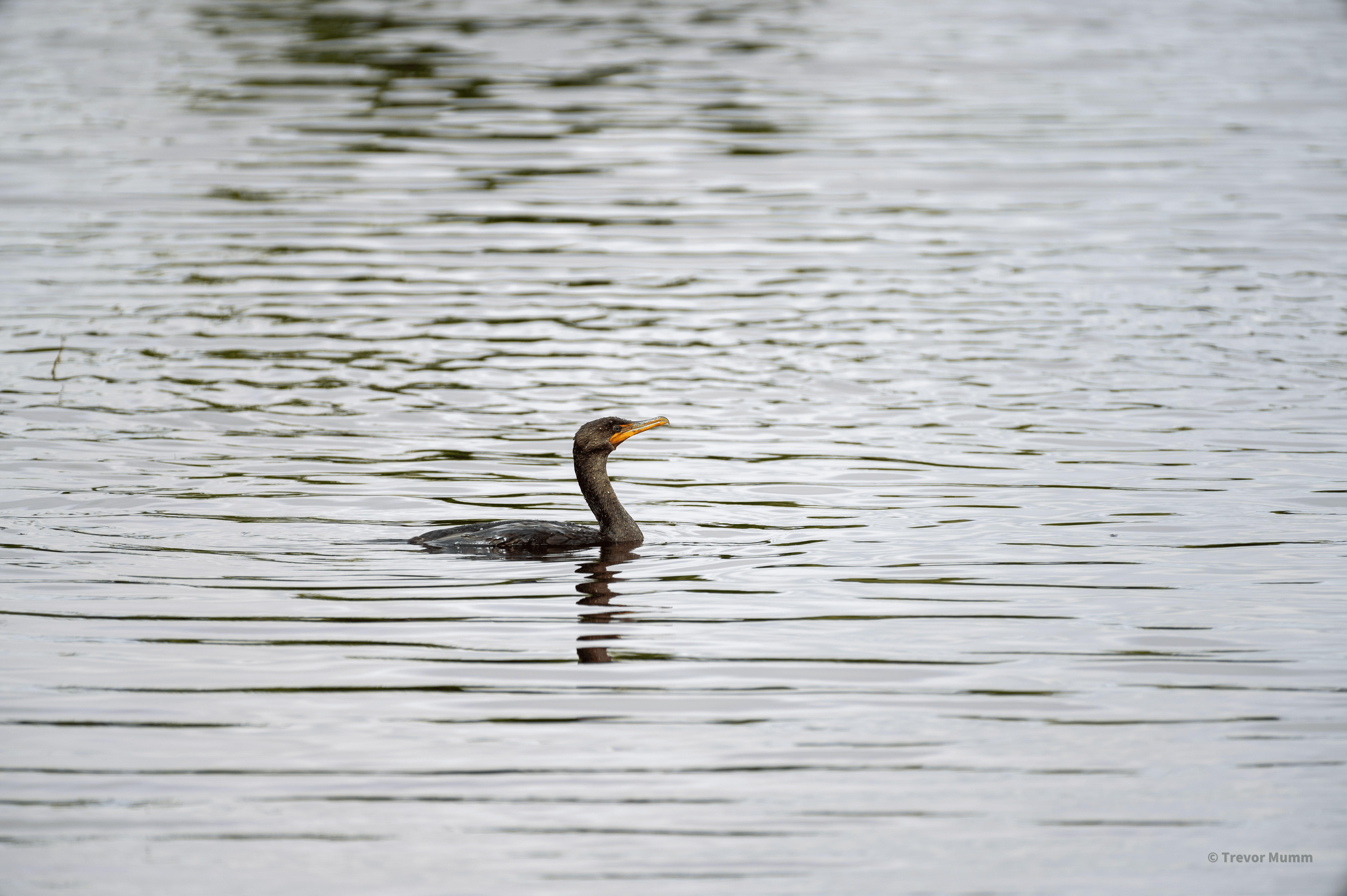 Double Crested Cormorant | Everglades