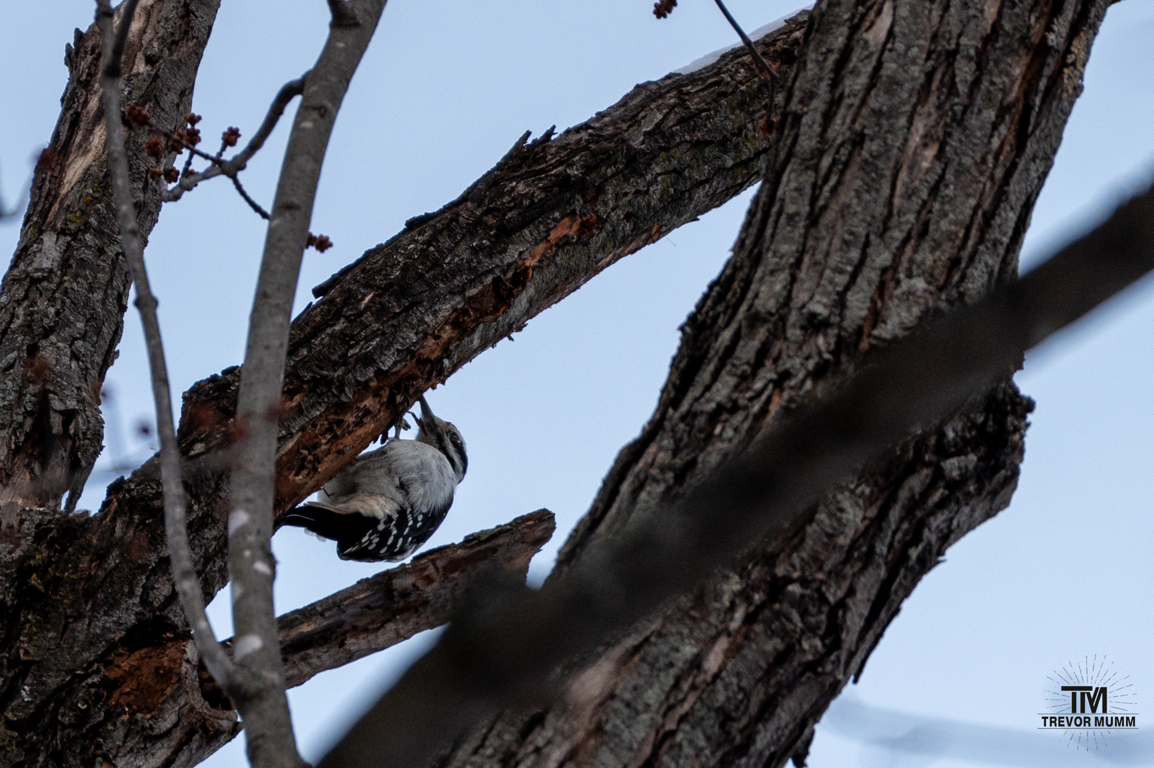 Downy Wood Pecker | Putnam Park, Eau Claire WI | 12-5-25