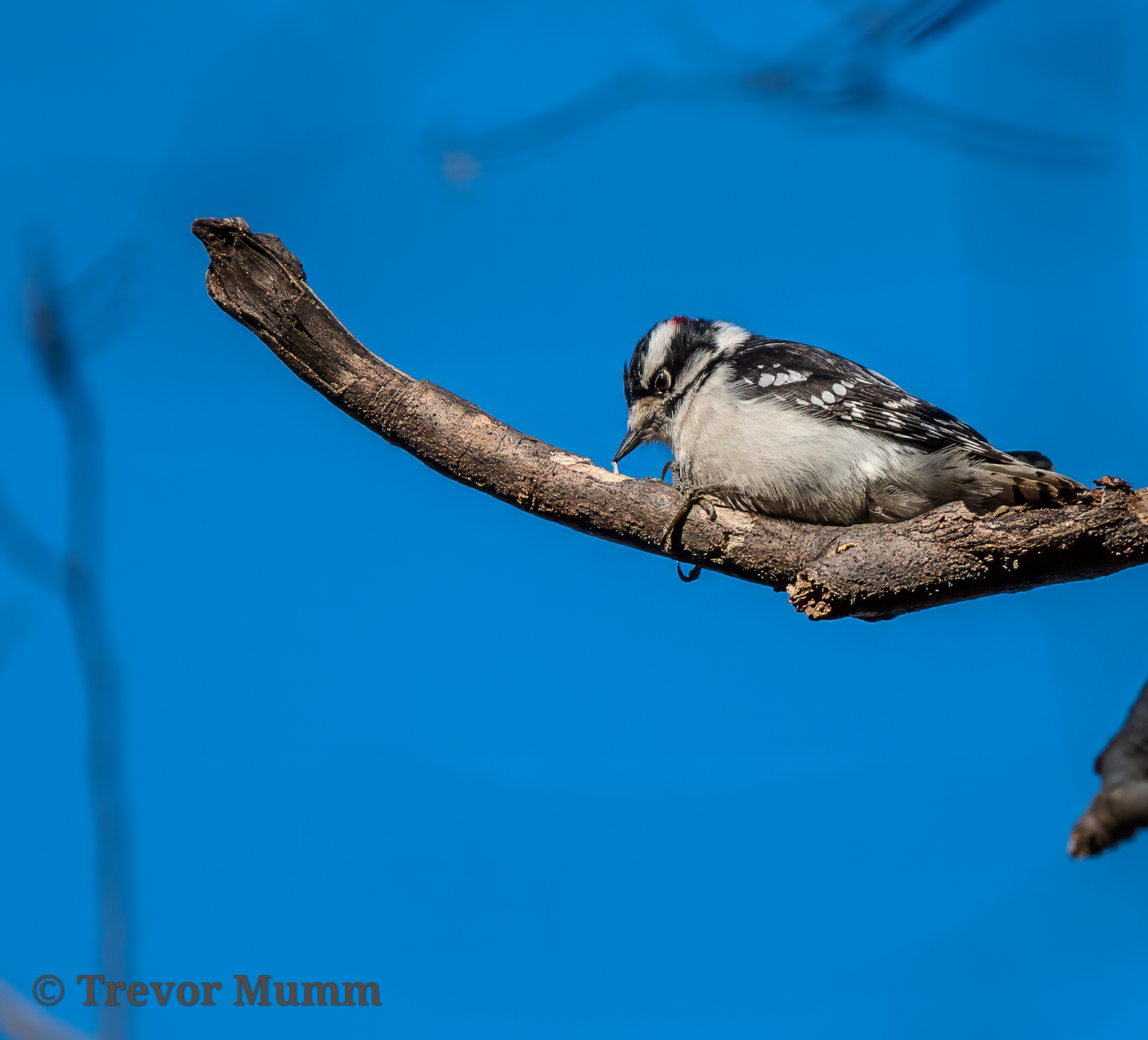 Downy eating Grub | Putnam Loop