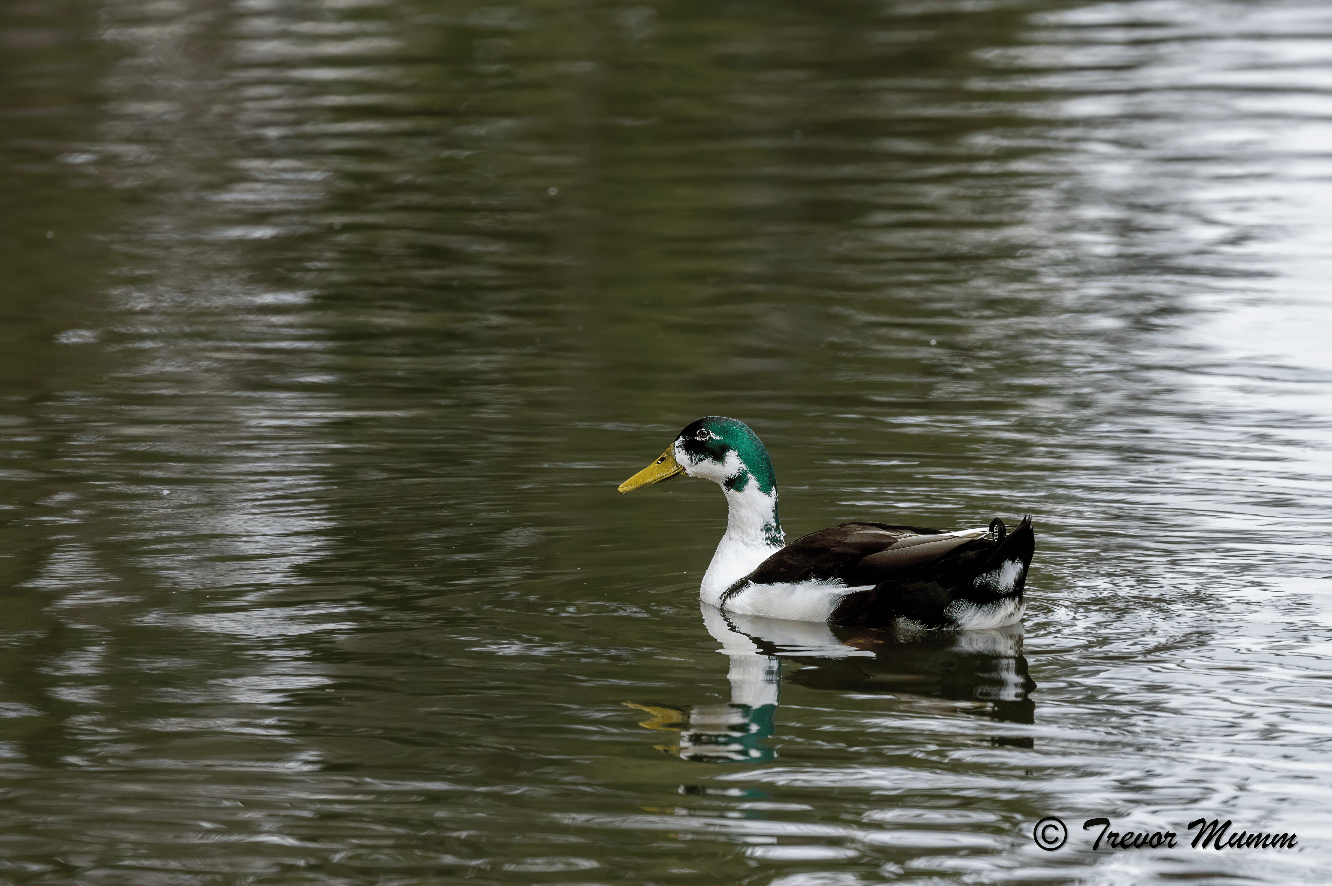Goose Duck | Irvine Park