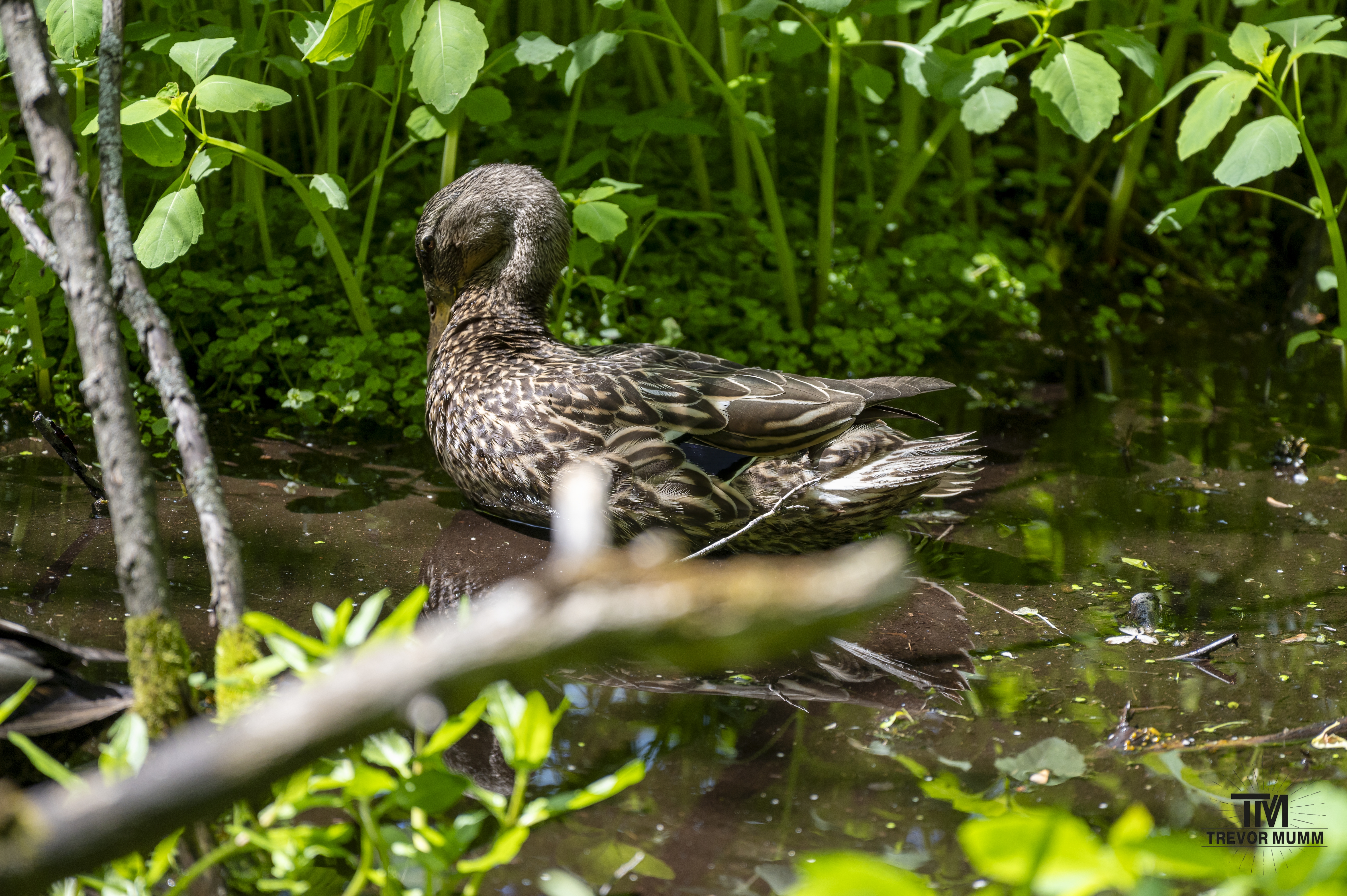 Duck @ Putnam Park | Eau Claire, WI