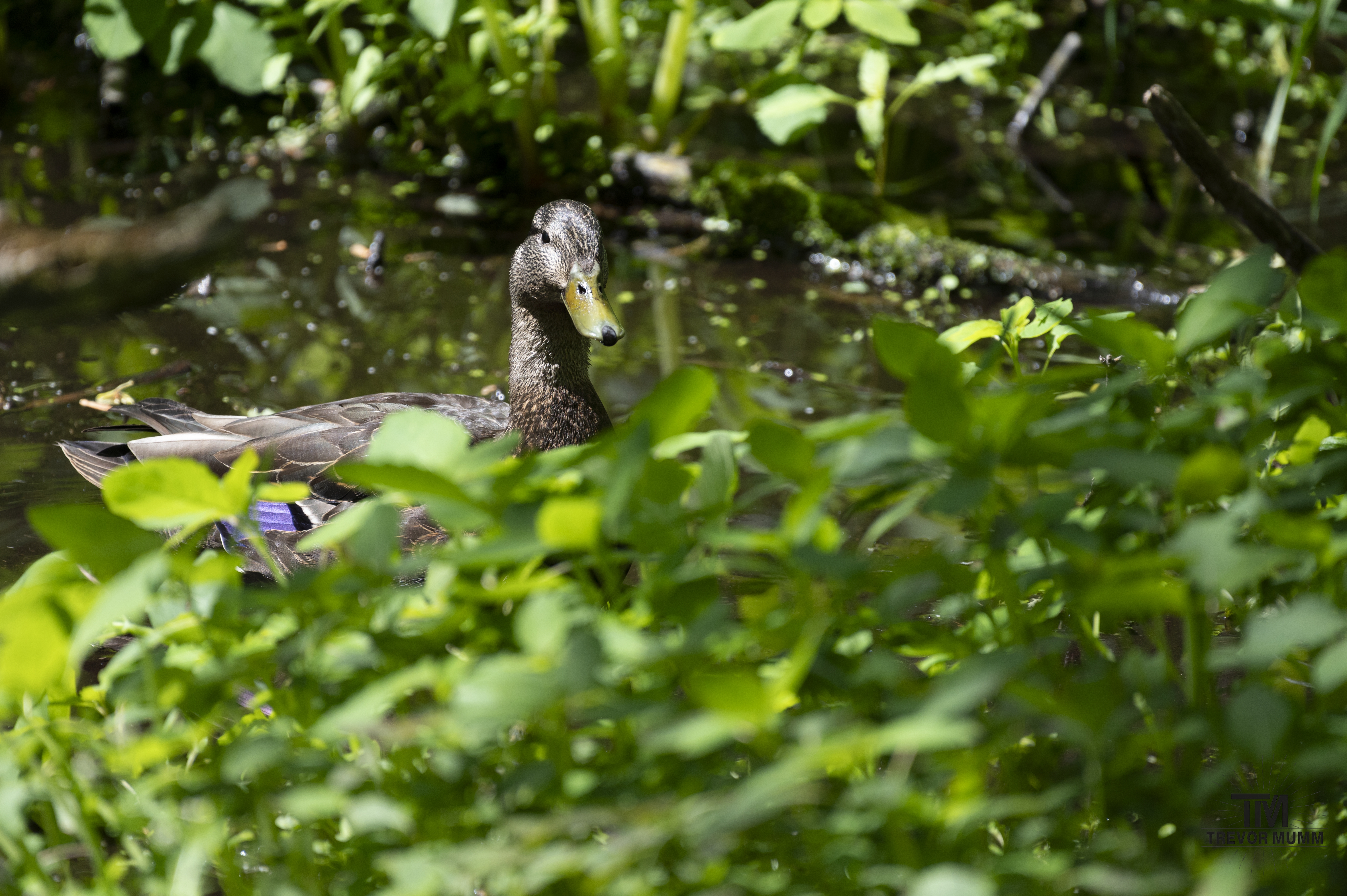 Duck @ Putnam Park | Eau Claire, WI
