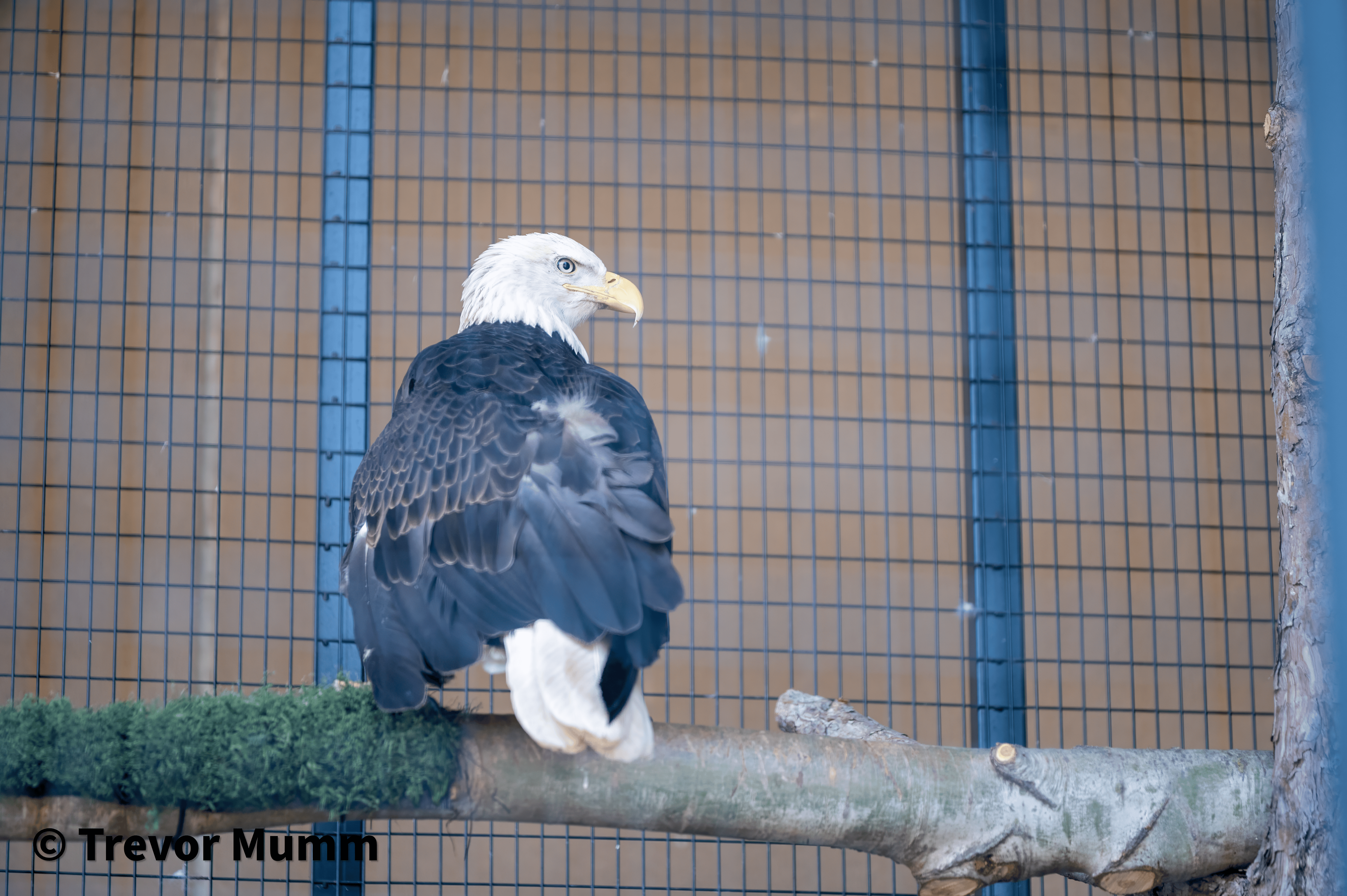 Bald Eagle | Irvine Park