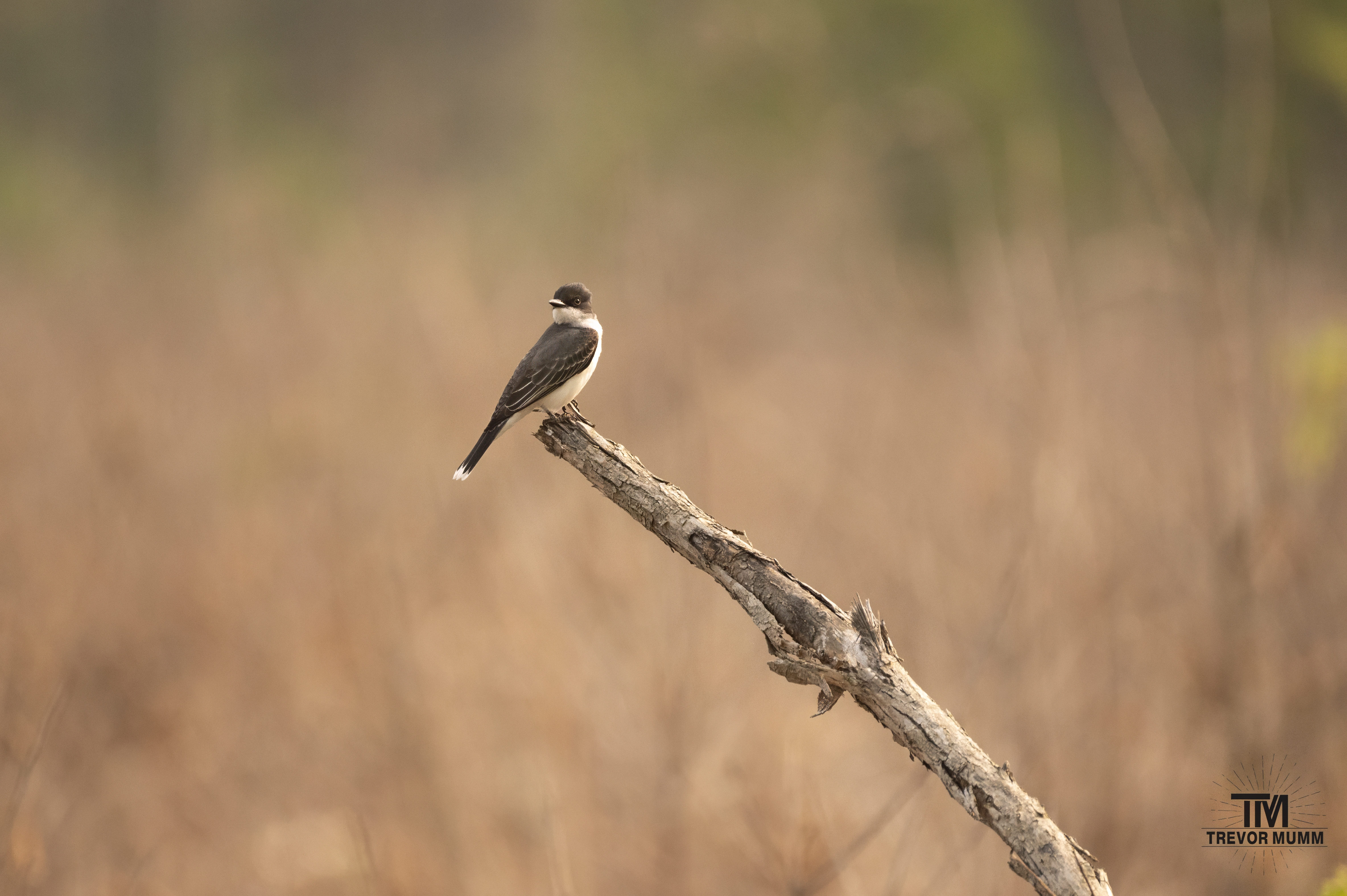 Eastern Kingbird  | Big Falls, Fall Creek, WI