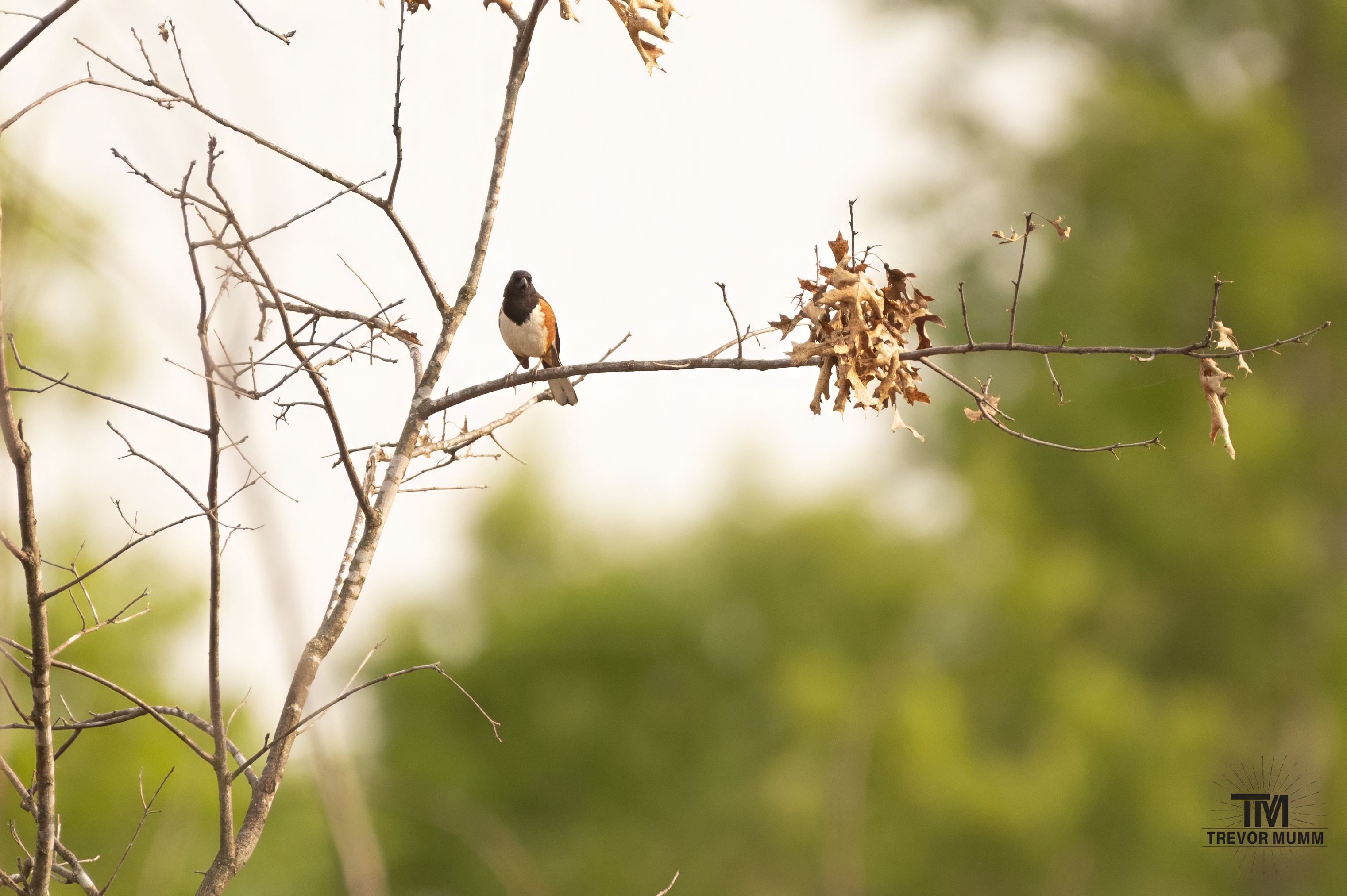Eastern Towhee | Big Falls, Fall Creek, WI