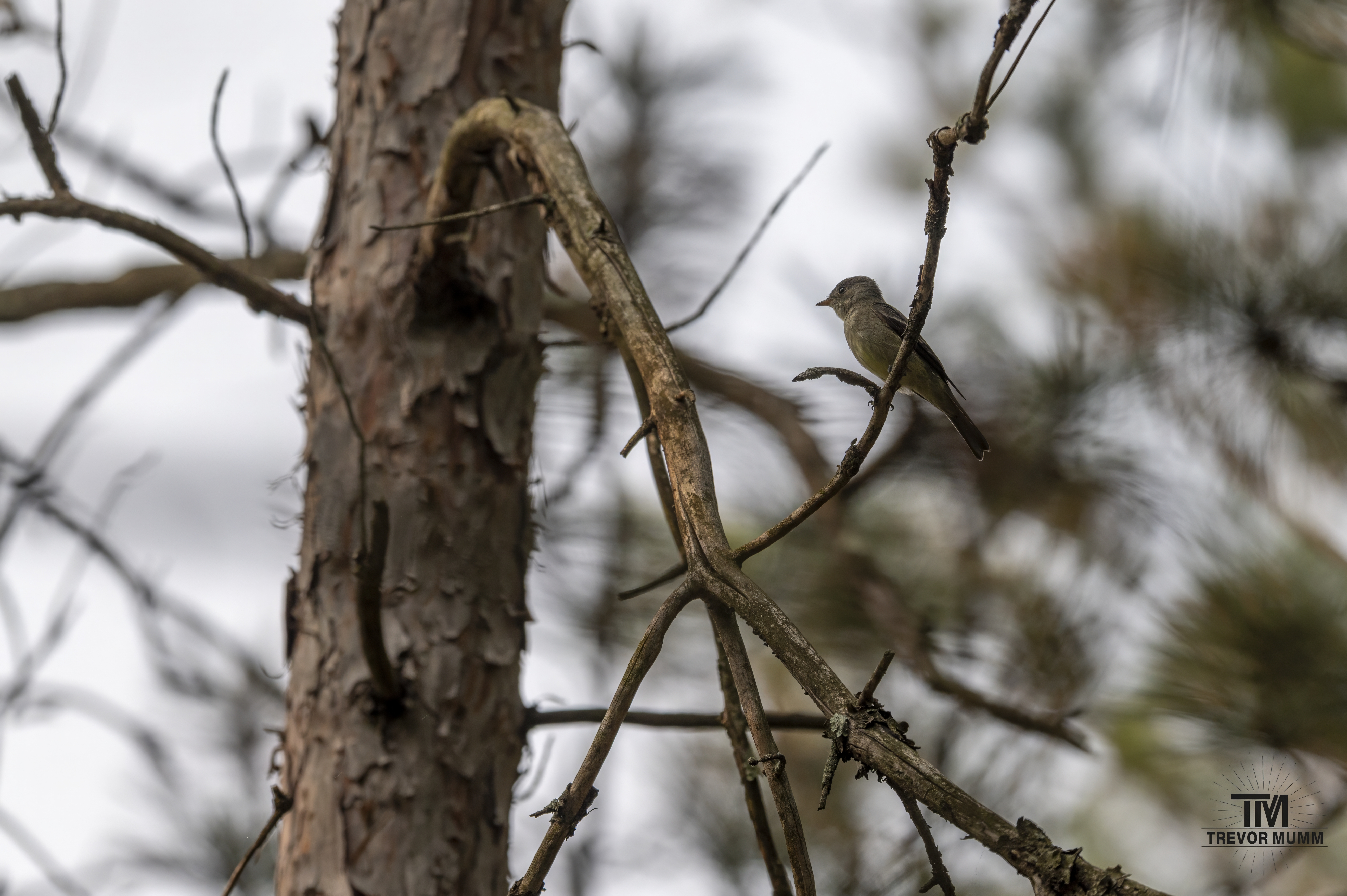 Eastern Wood-Pewee | Big Falls, Fall Creek, WI