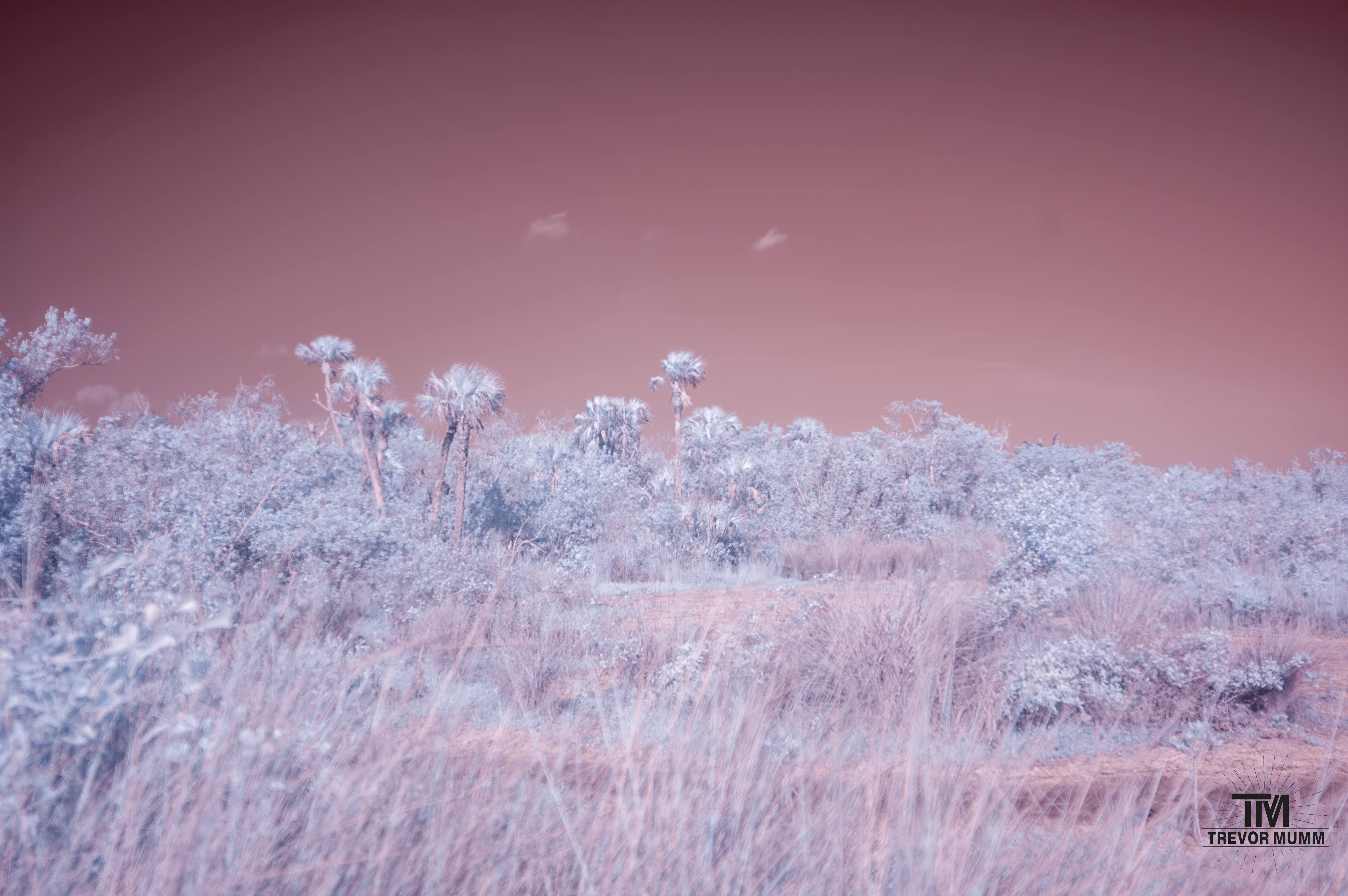 Infrared 7 | Everglades 2025