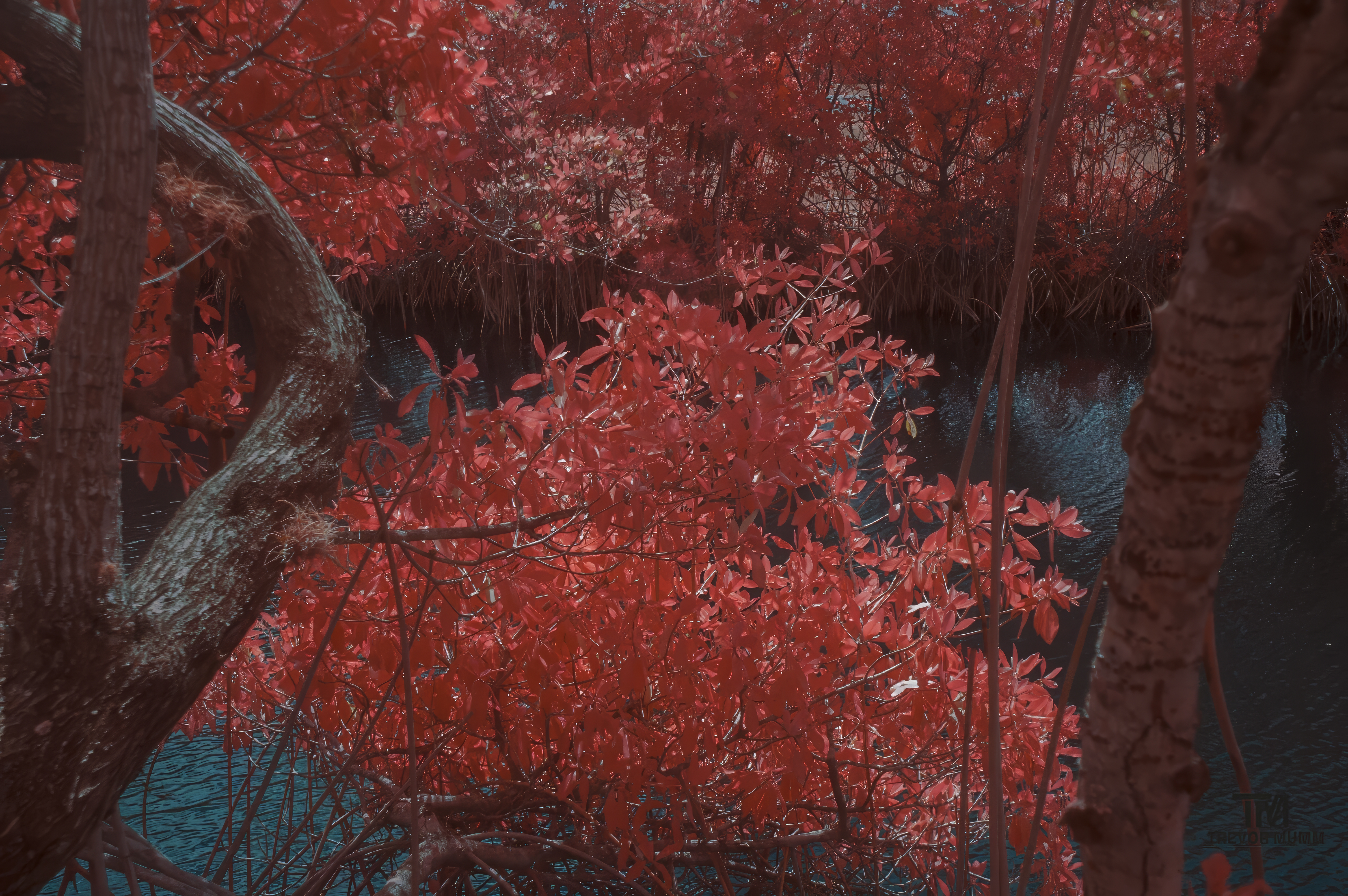 Infrared 1 | Everglades 2025