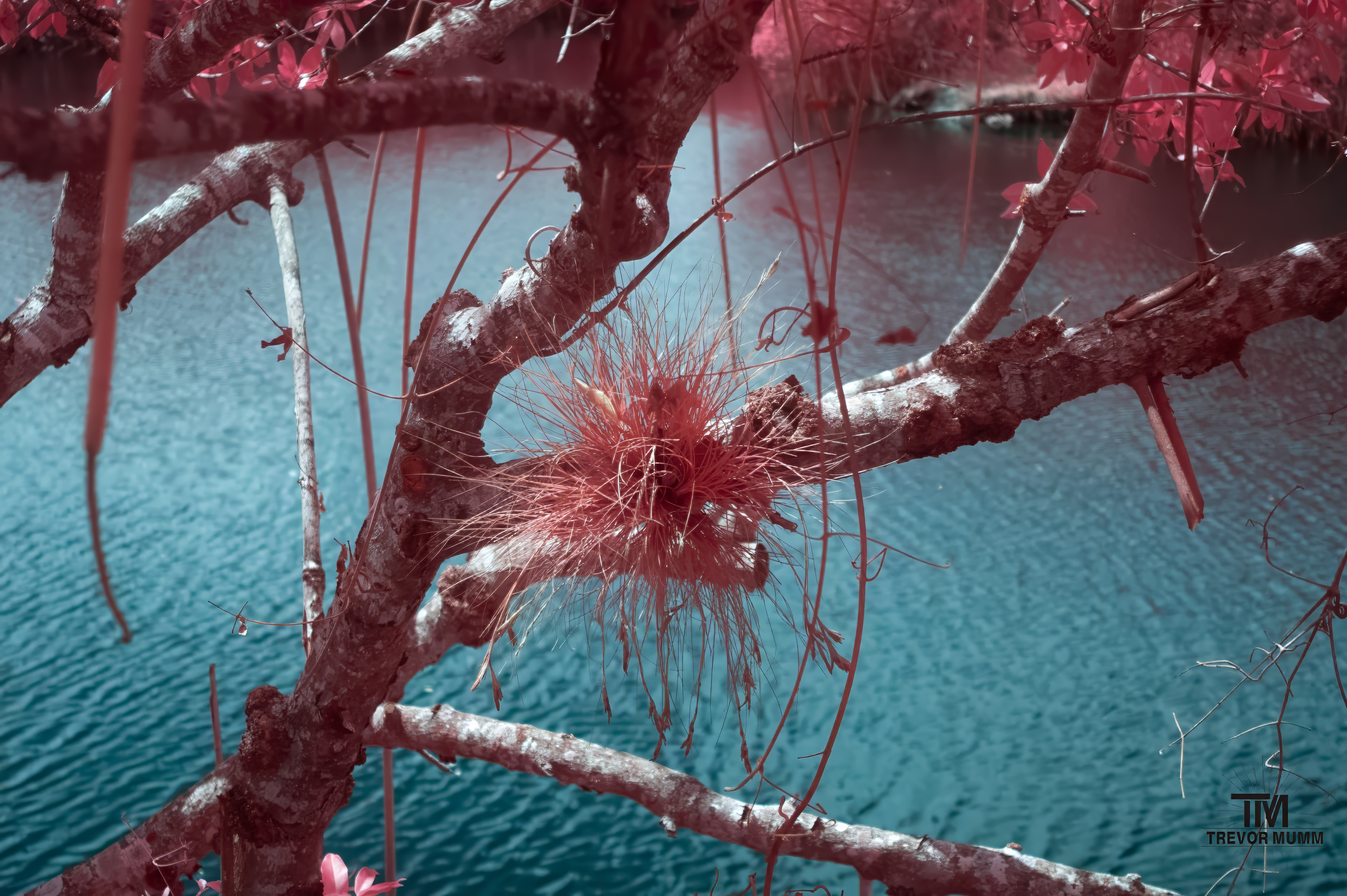 Infrared 3 | Everglades 2025