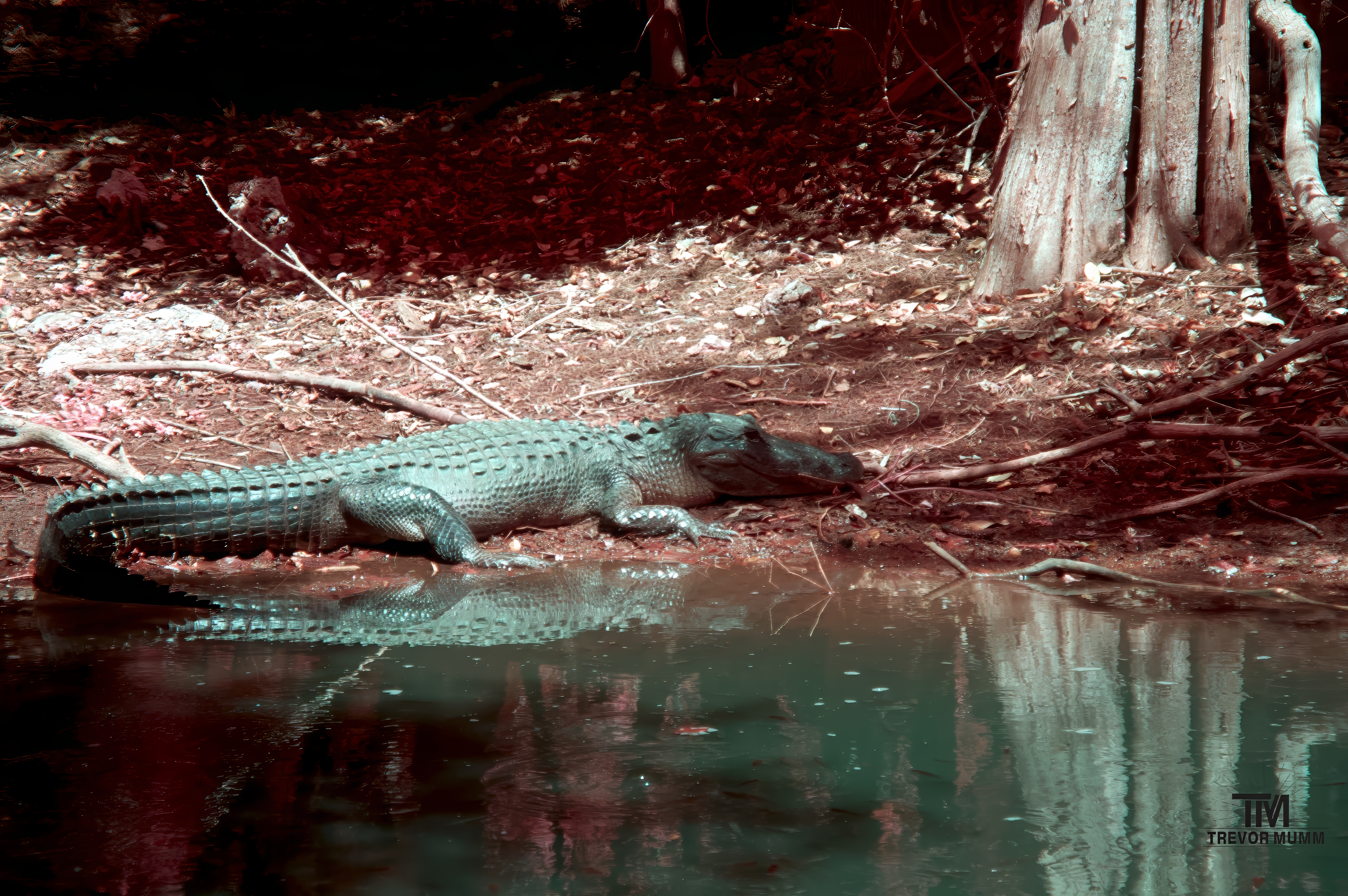 Infrared 4 | Everglades 2025