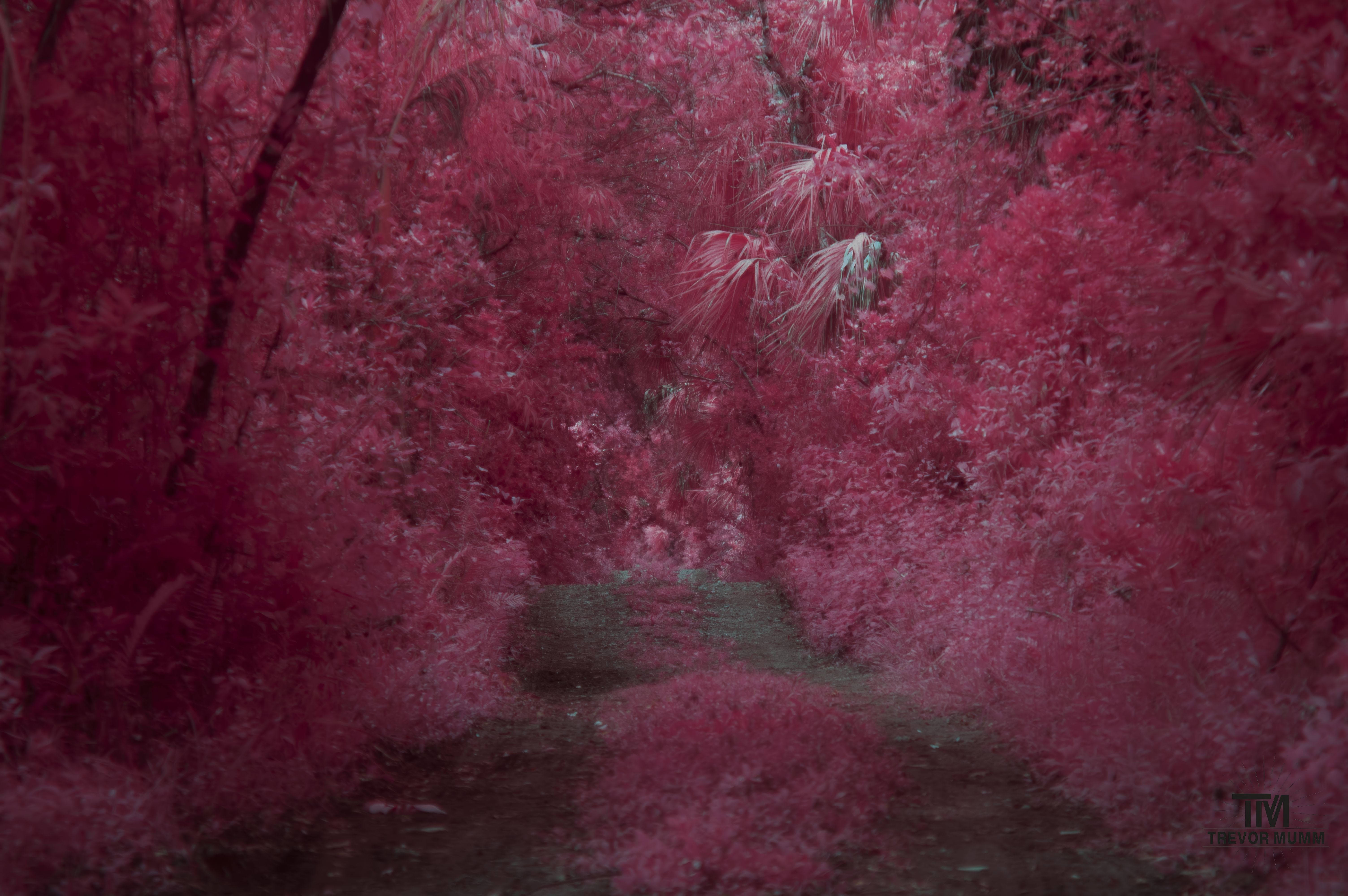 Infrared 5 | Everglades 2025