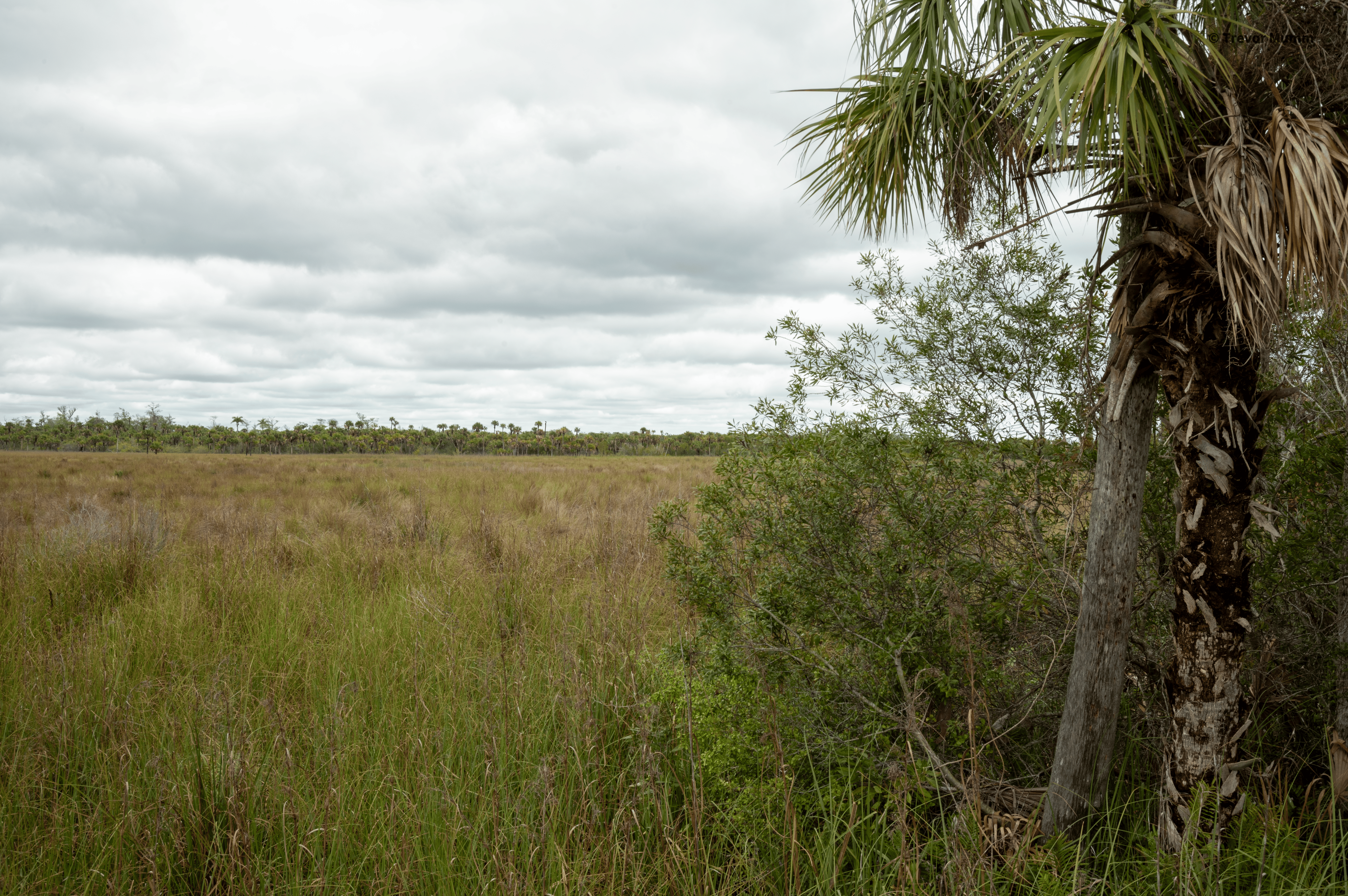 Fakahatche Strand | Everglades