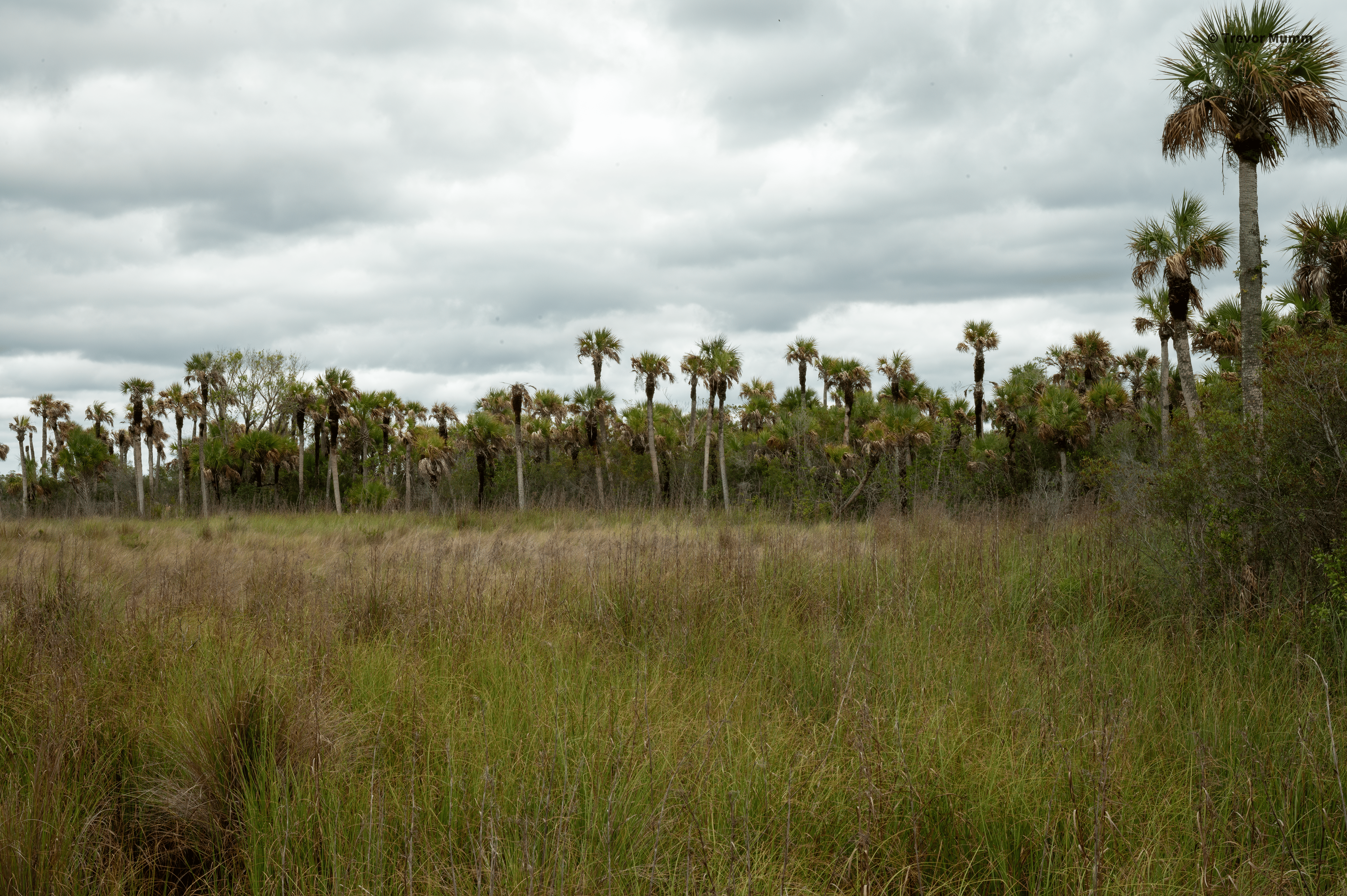 Fakahatche Strand | Everglades
