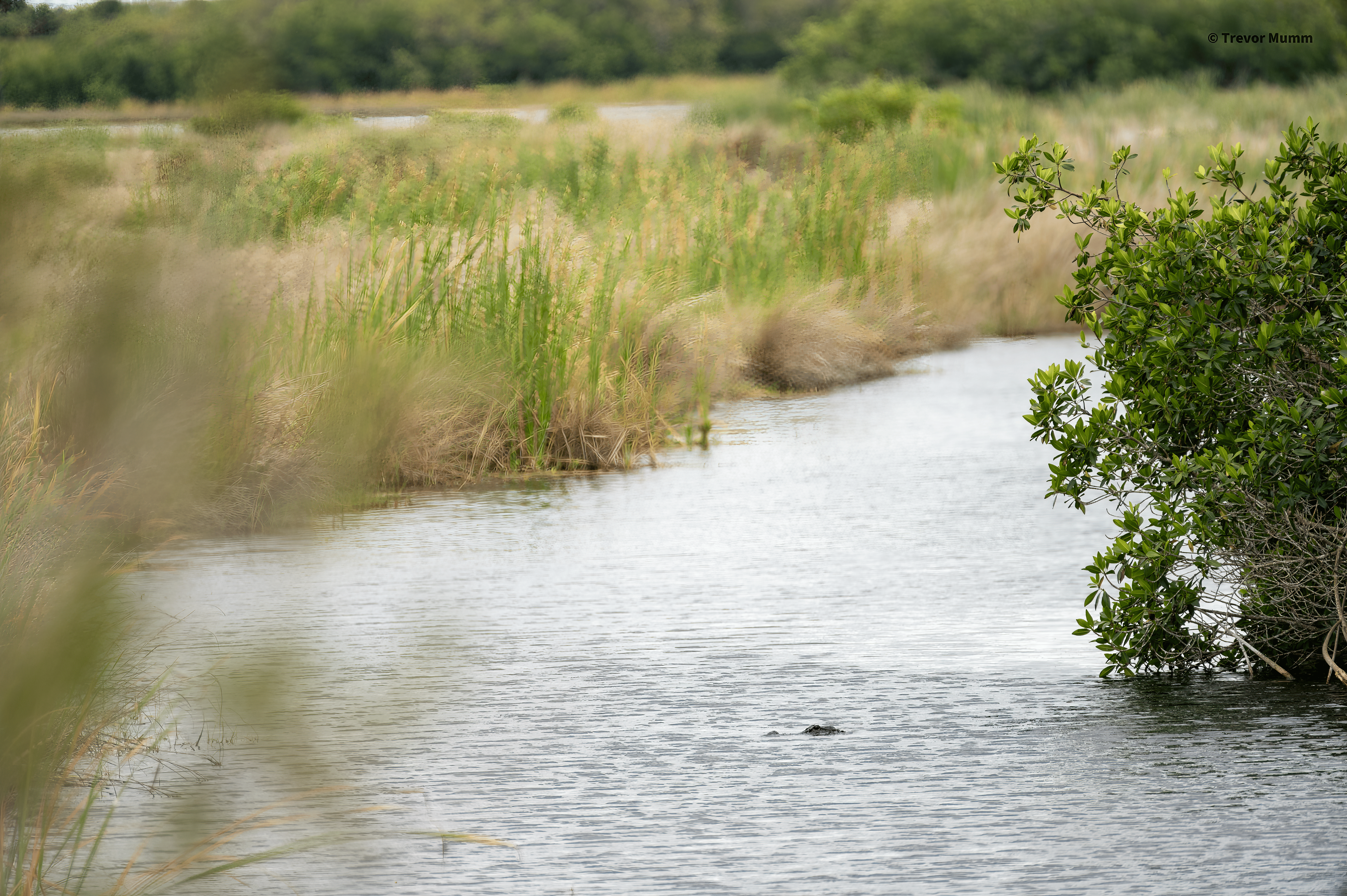 Fakahatche Strand | Everglades
