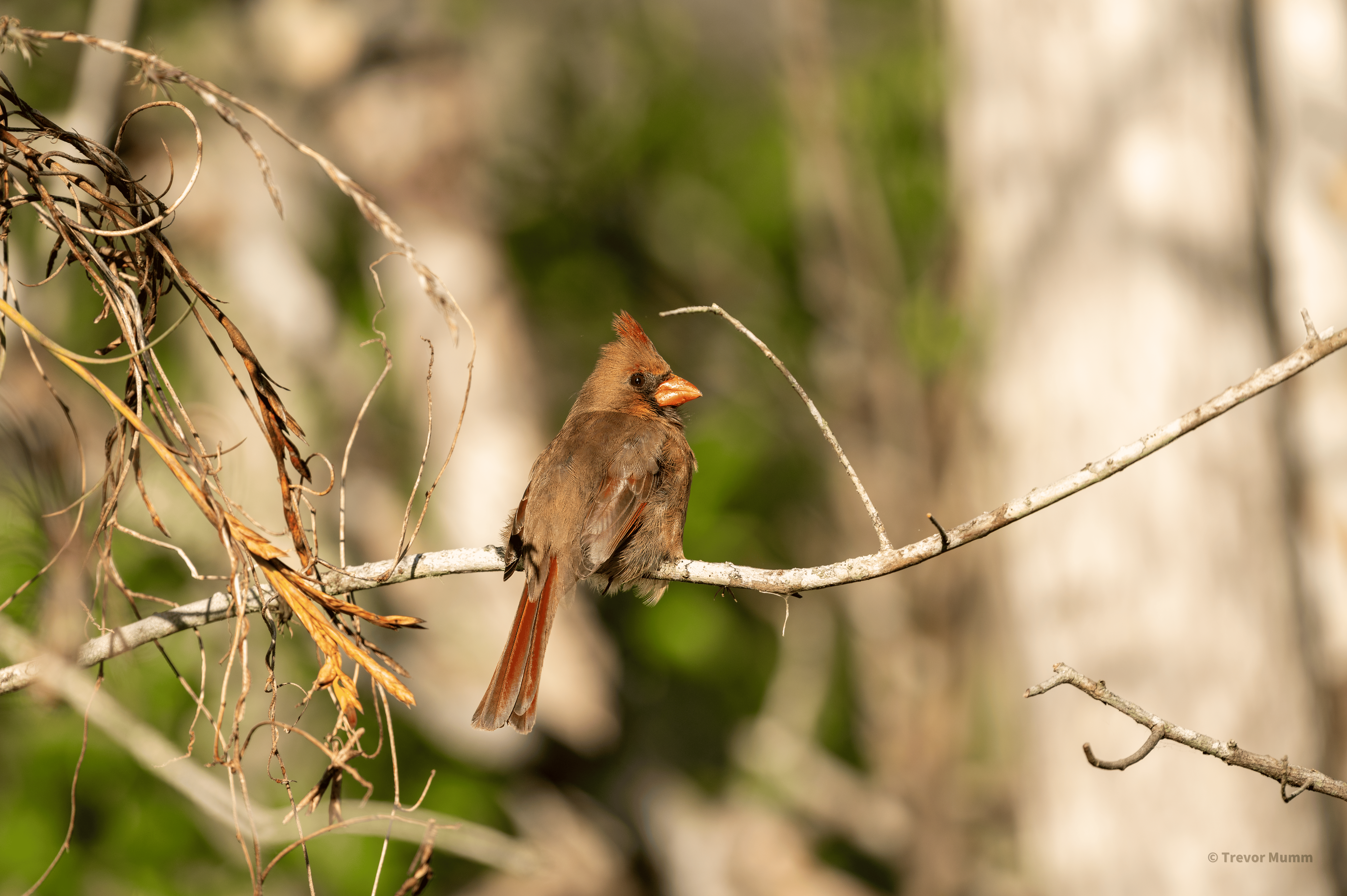 Cardinal | Everglades