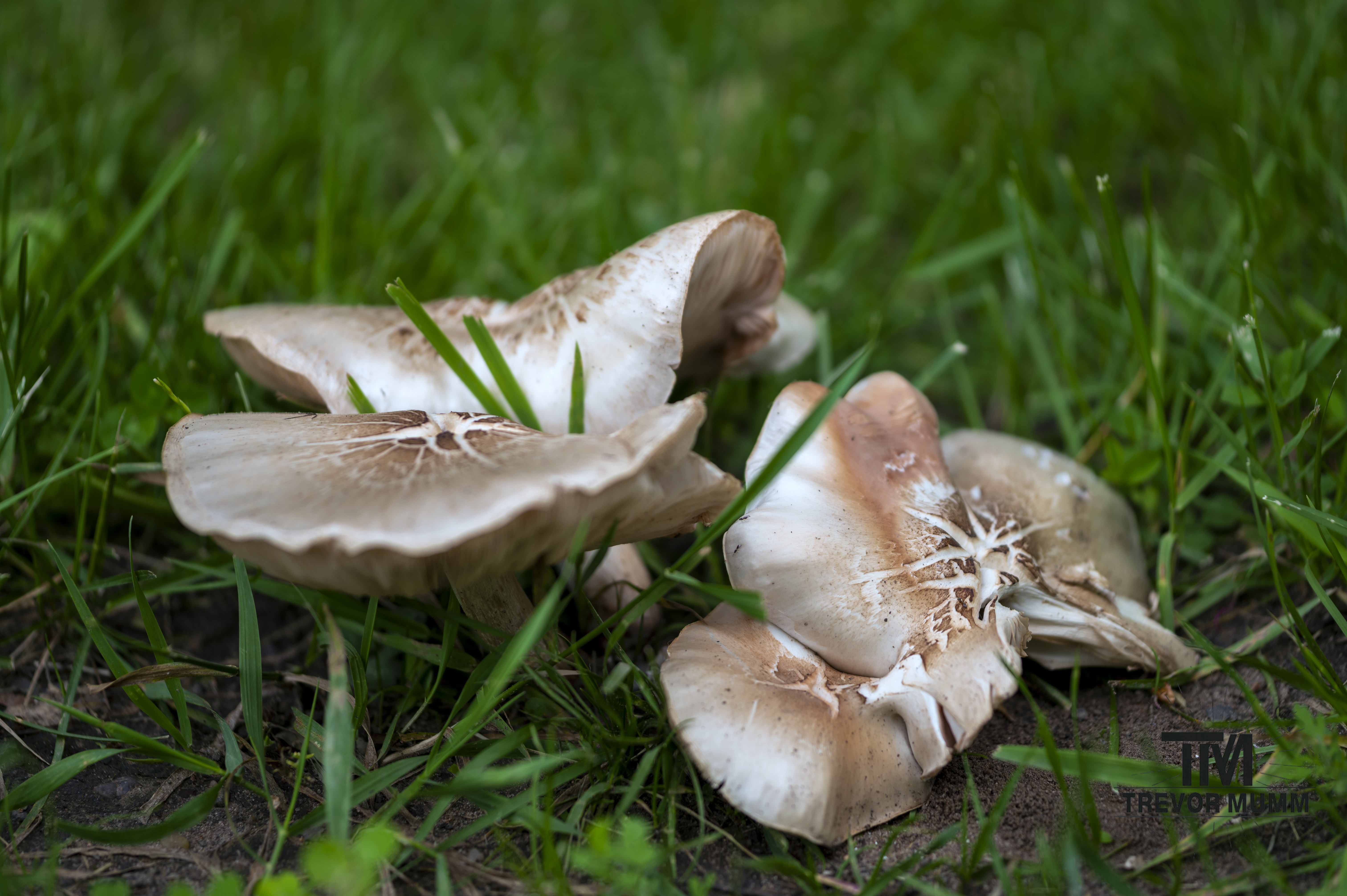 Field Mushroom | Eau Claire WI