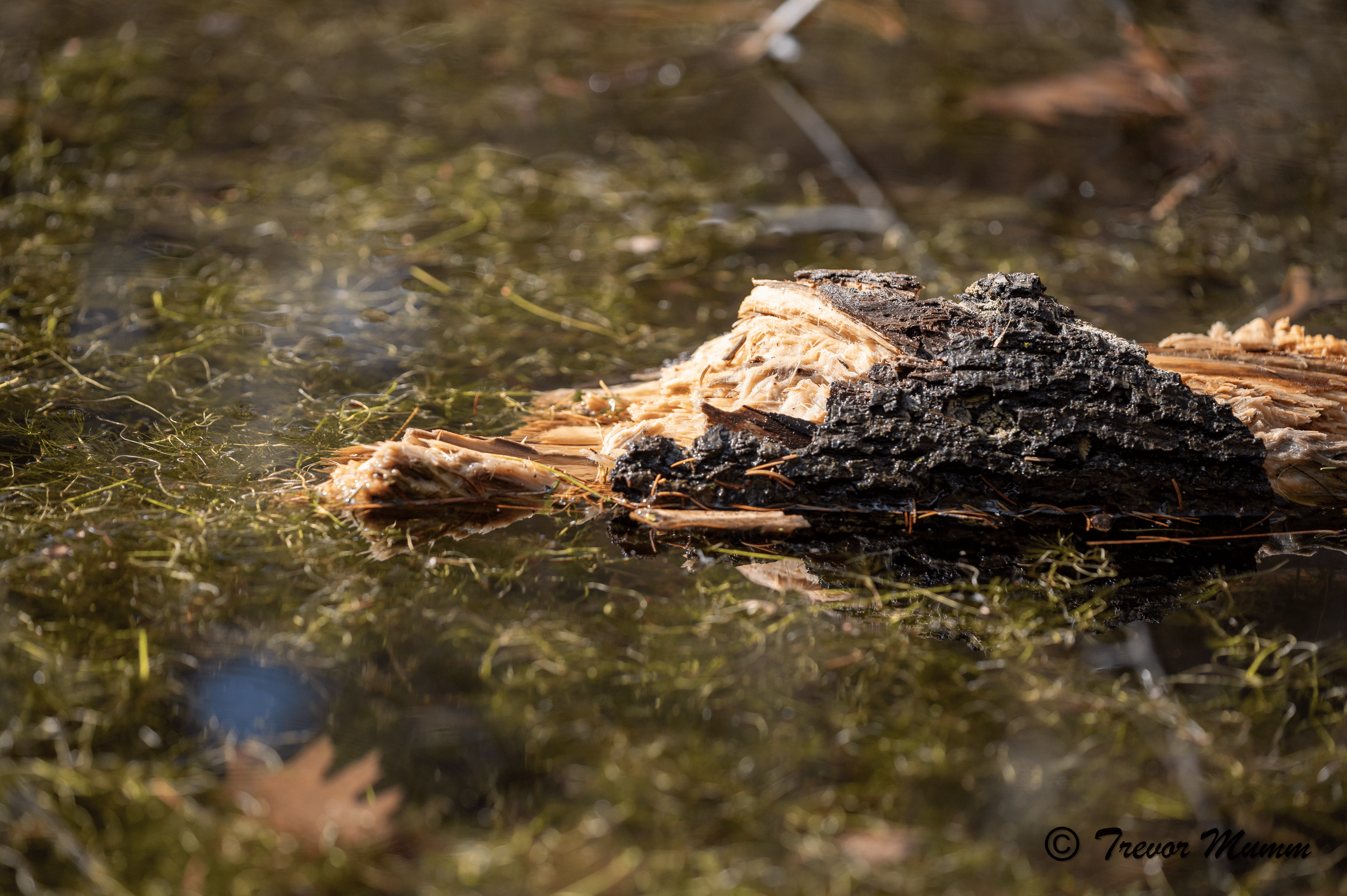 Floating Branch | Gun & Rod