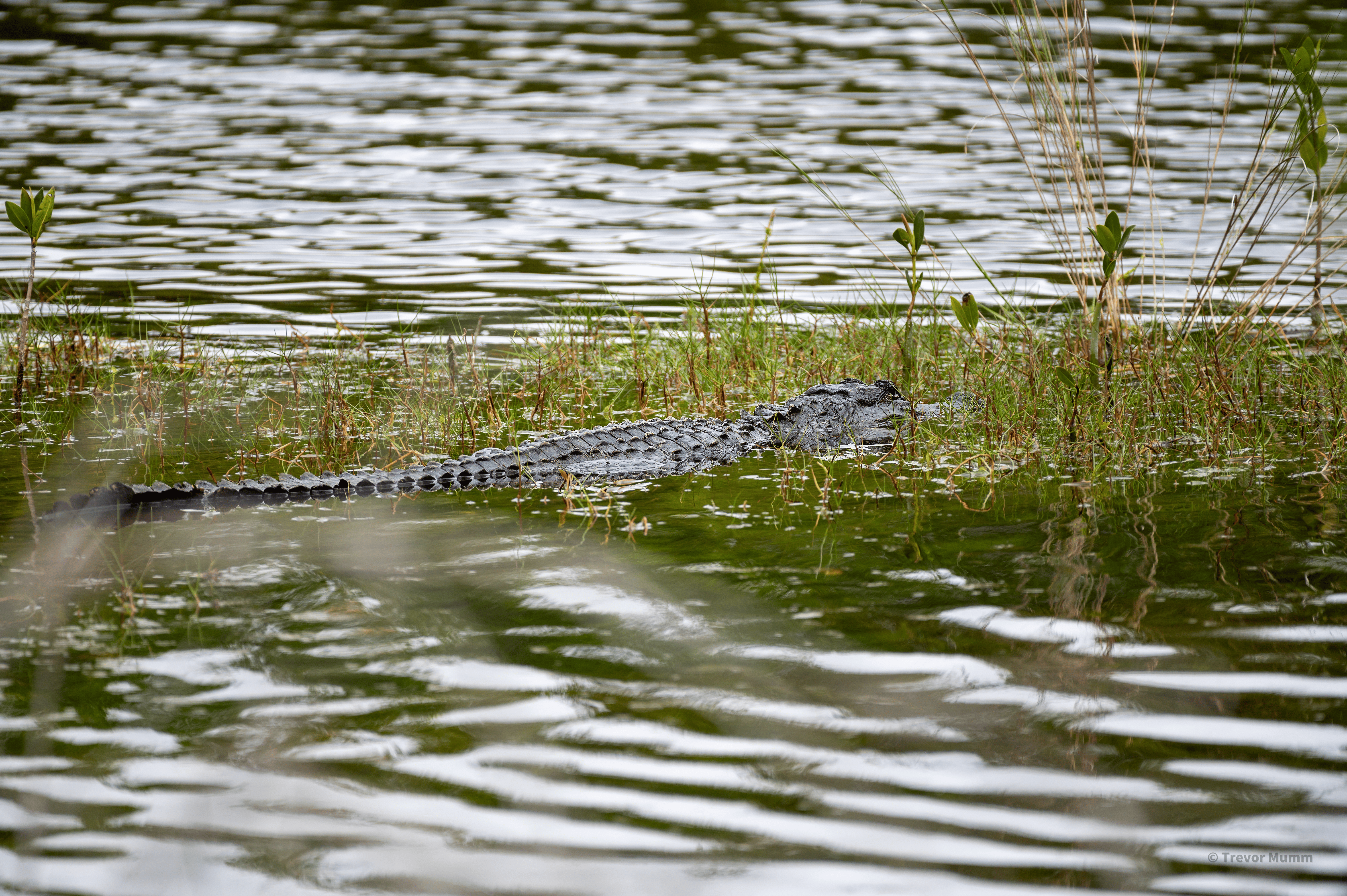 Gator @ 10k | Florida Everglades