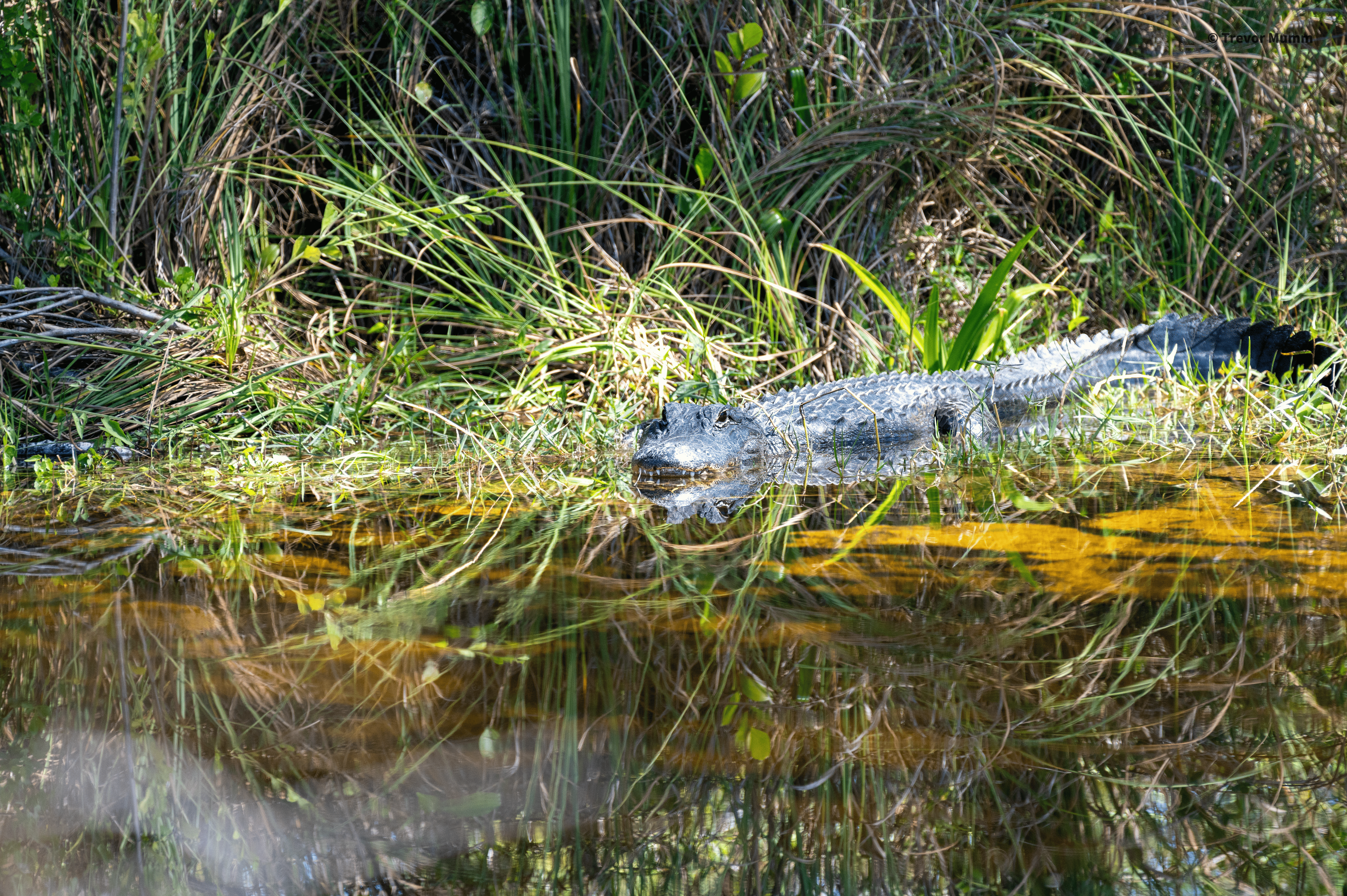 Sunbathing Gator | Everglades