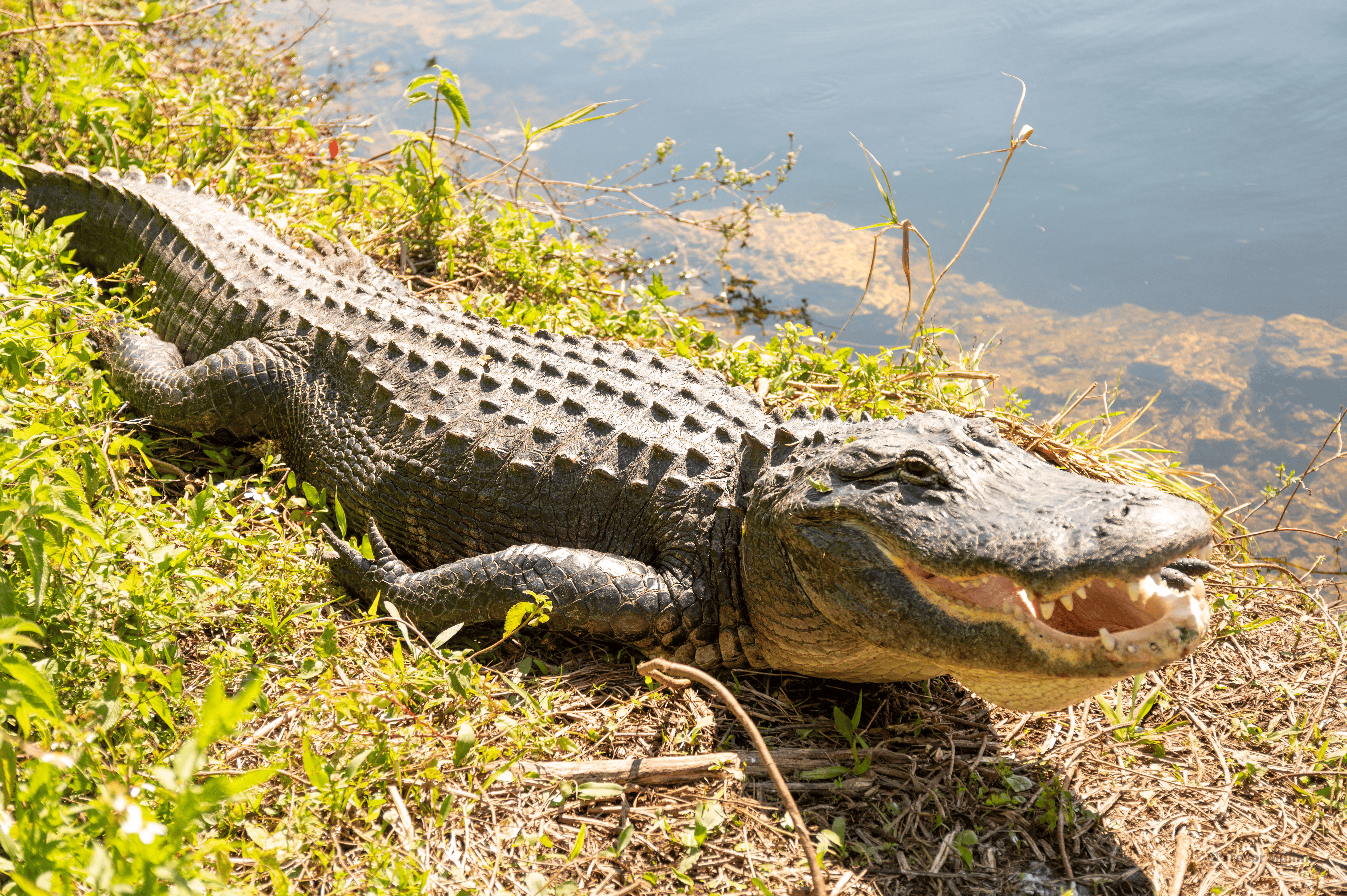 Gator with Open Mouth | Everglades
