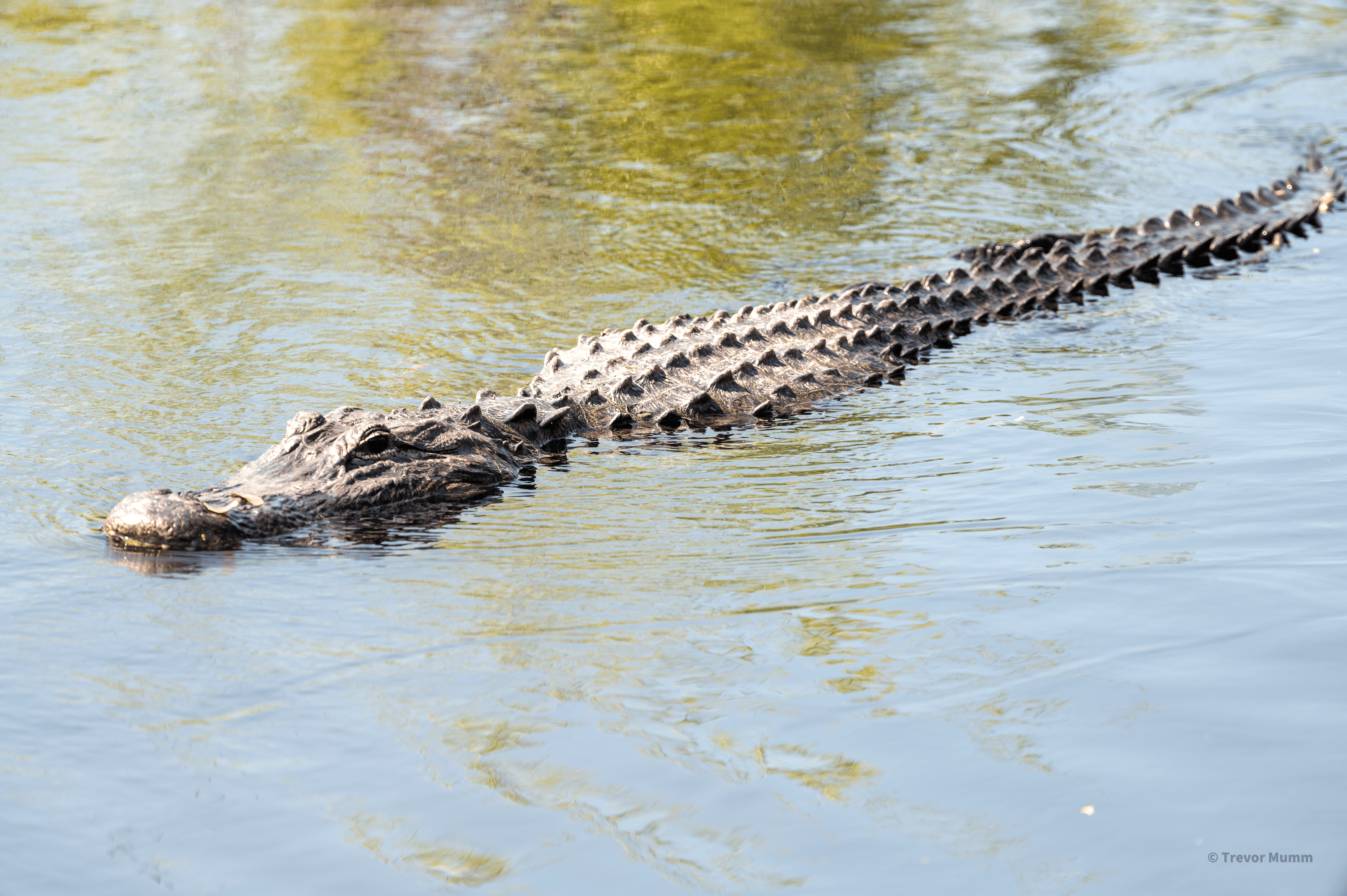 Swimming Gator | Everglades