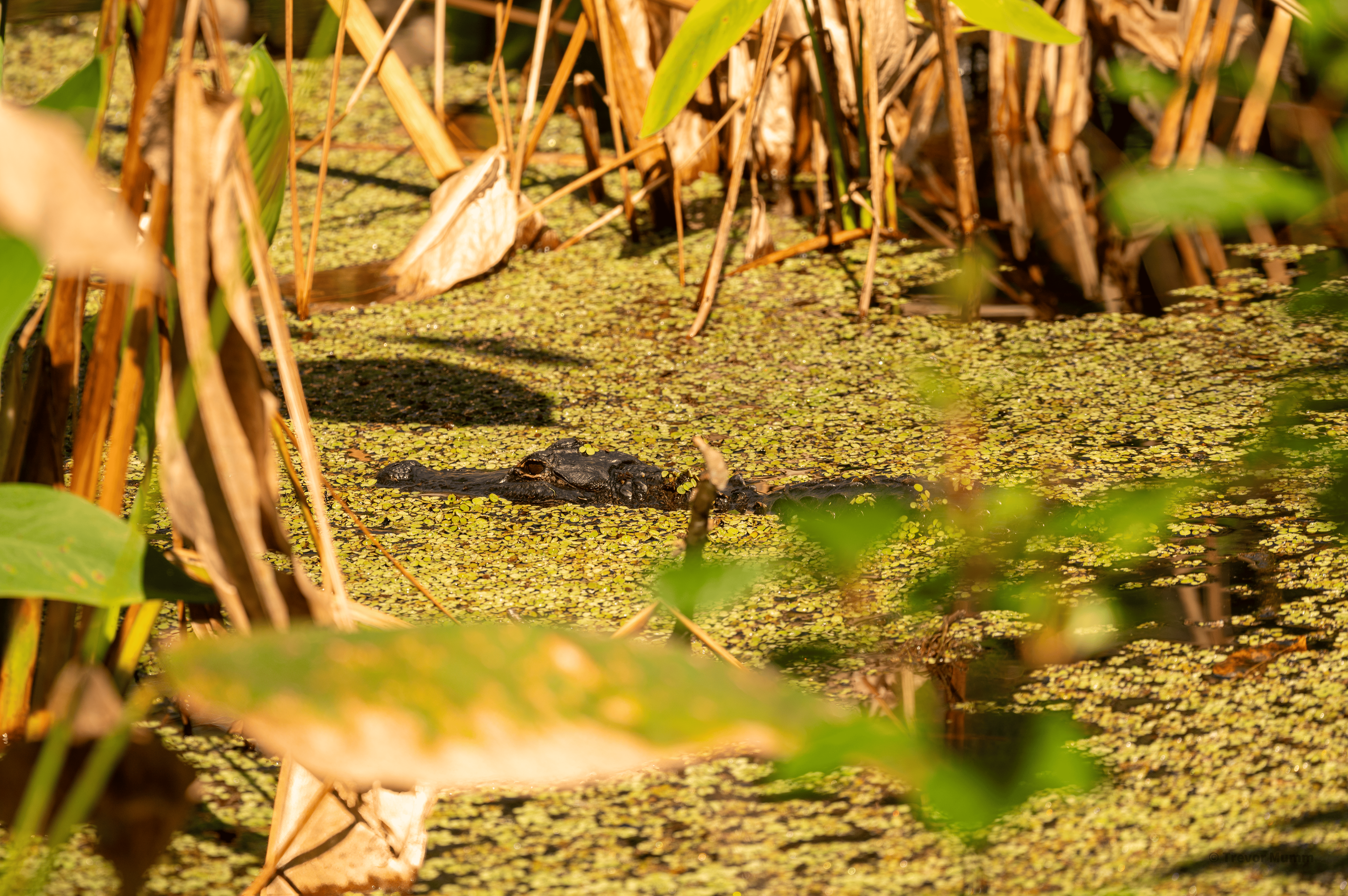 Gator Swimming through Corkscrew | Everglades