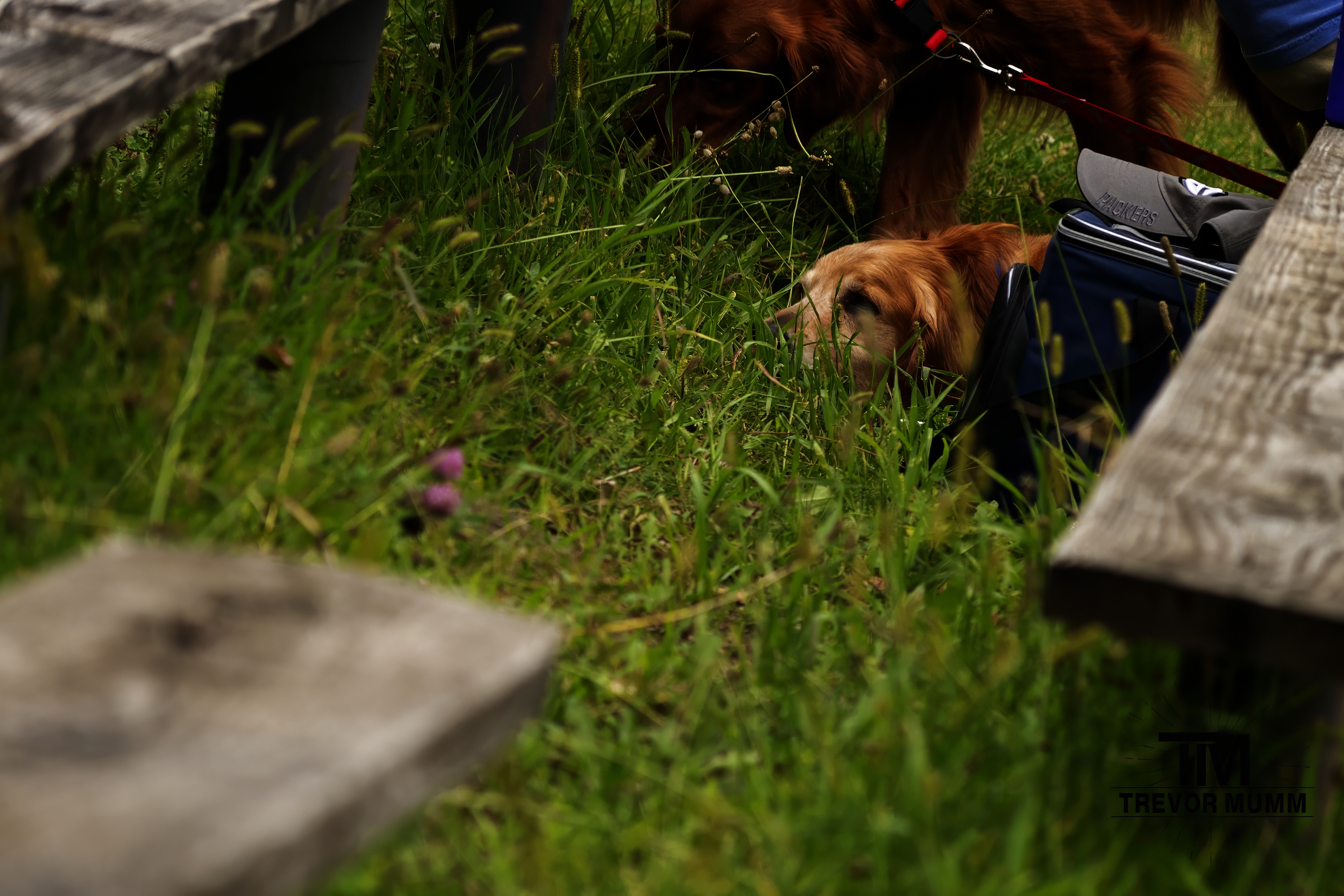 Golden's in the Grass