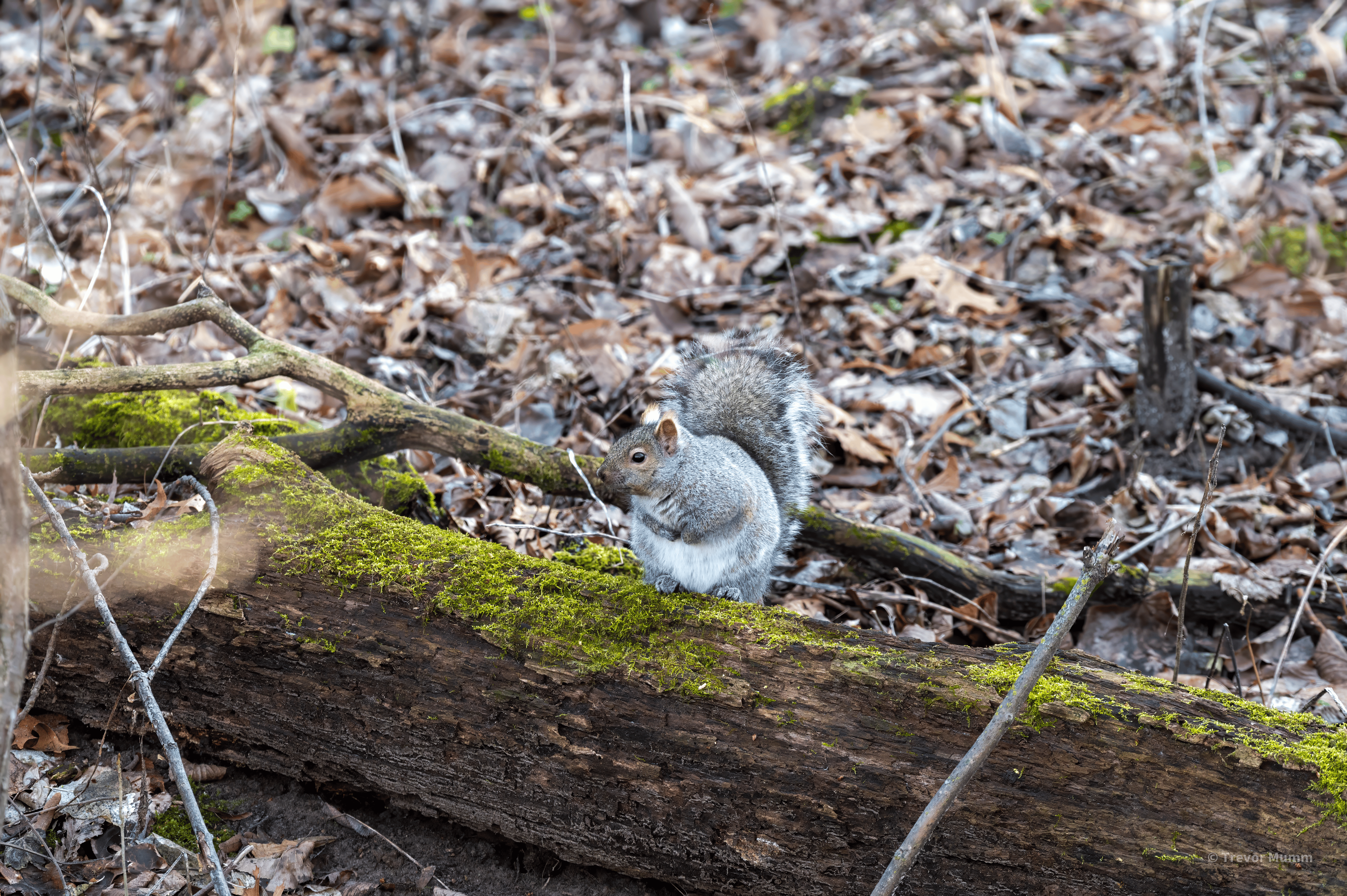 Grey Squirrel | Putname Loop