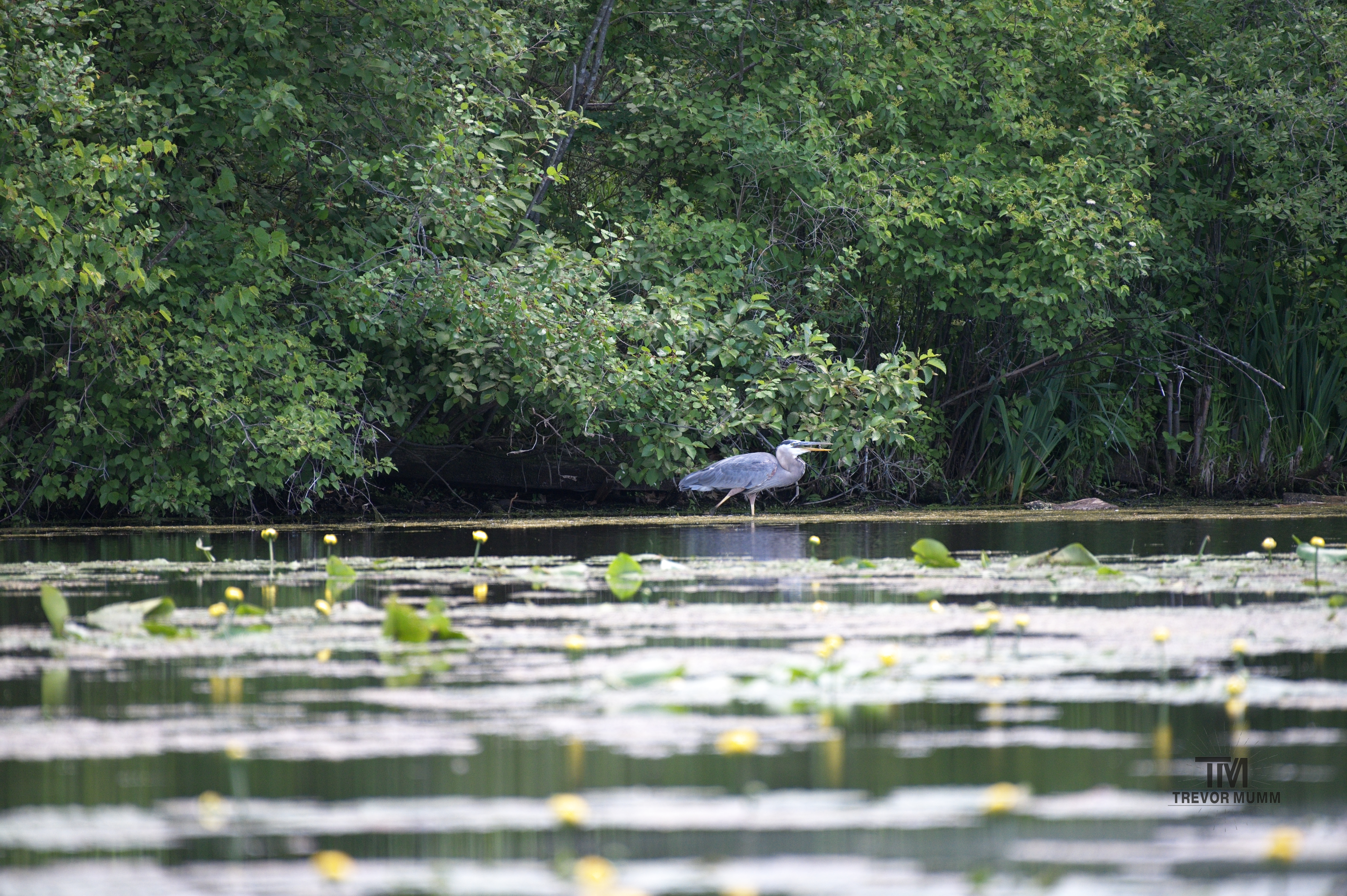 Great Blue Heron | Braun's Bay, EC WI