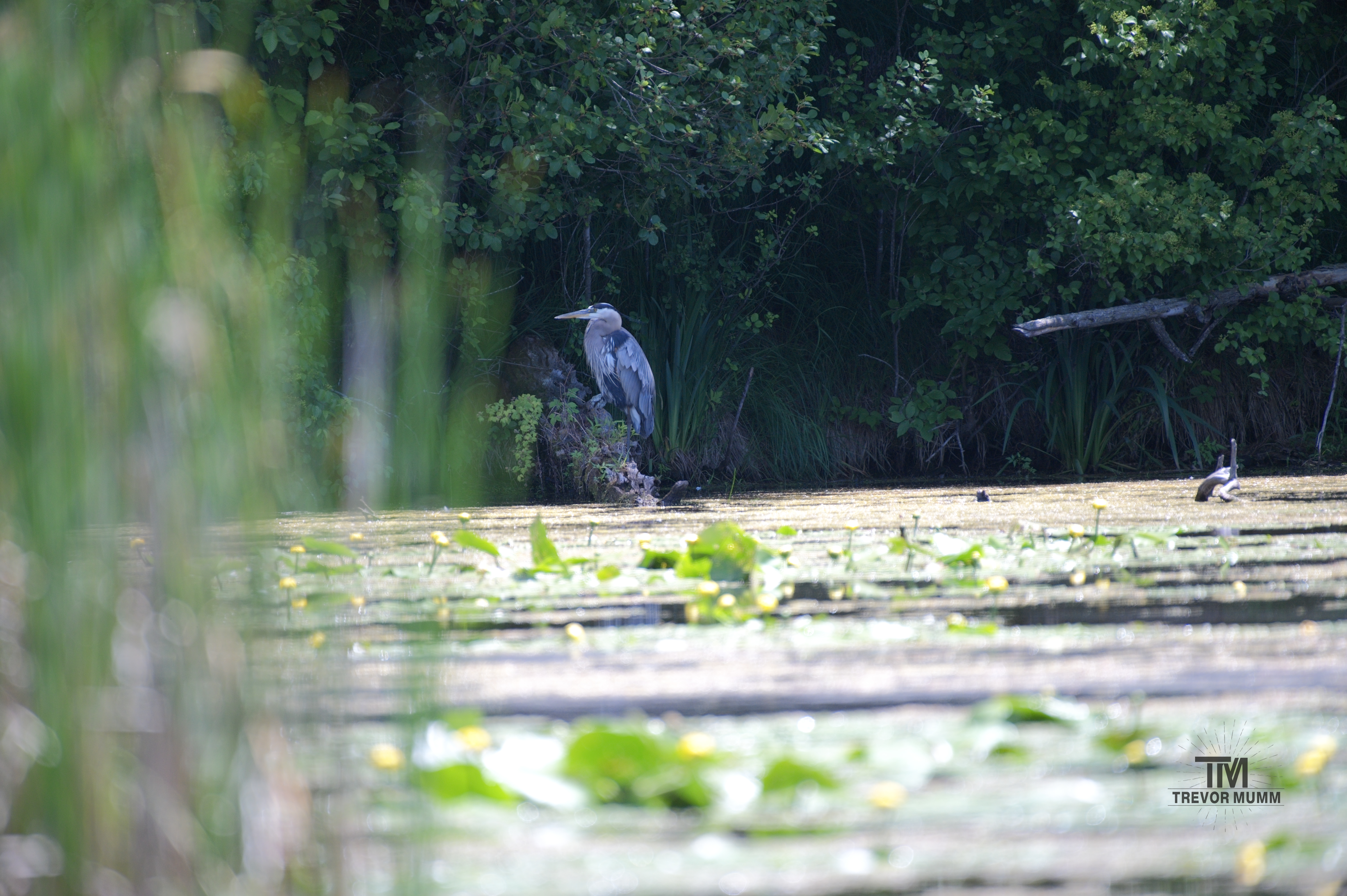 Great Blue Heron | Braun's Bay, EC WI