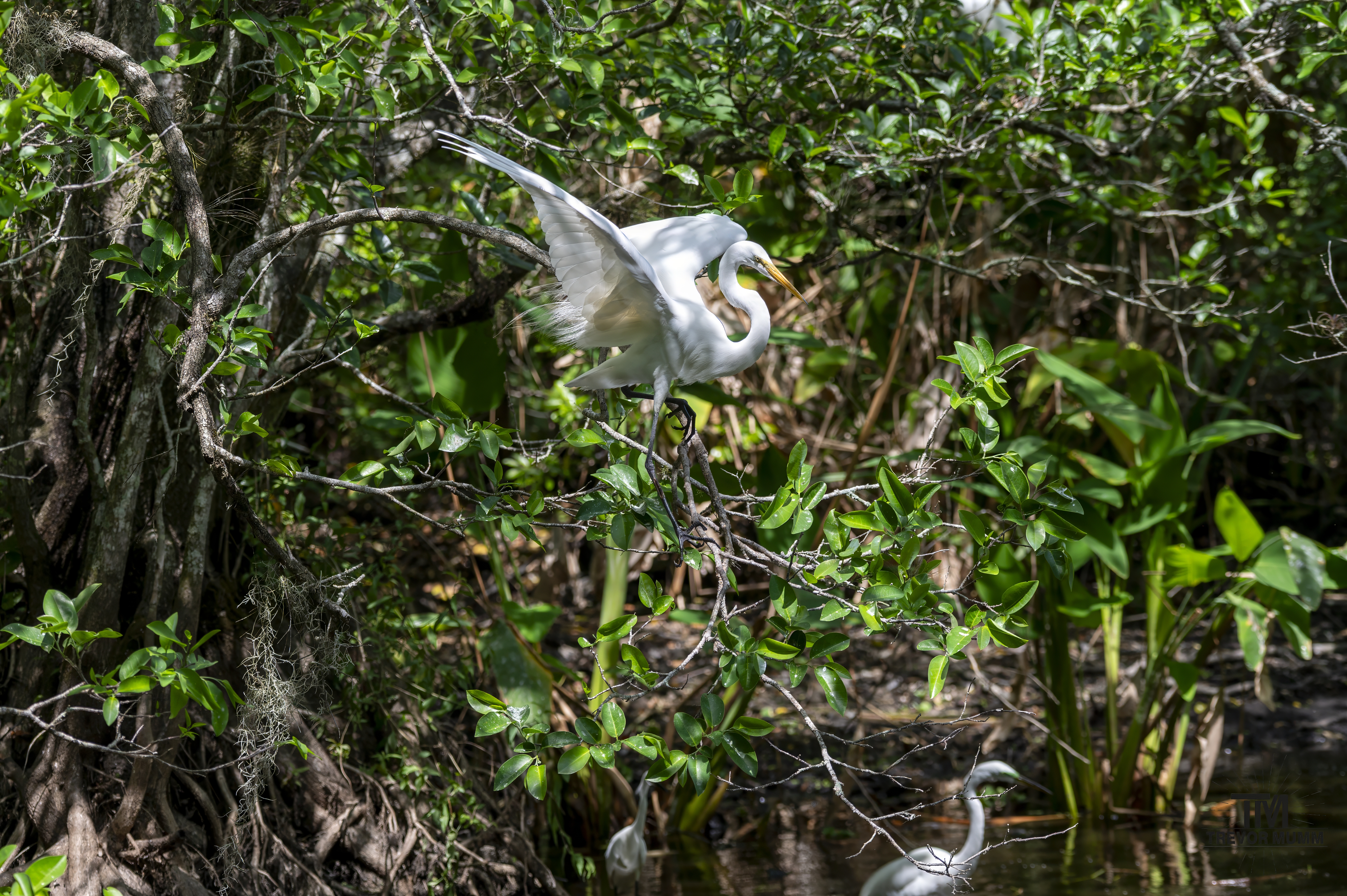 Great Egret | Everglades 2025