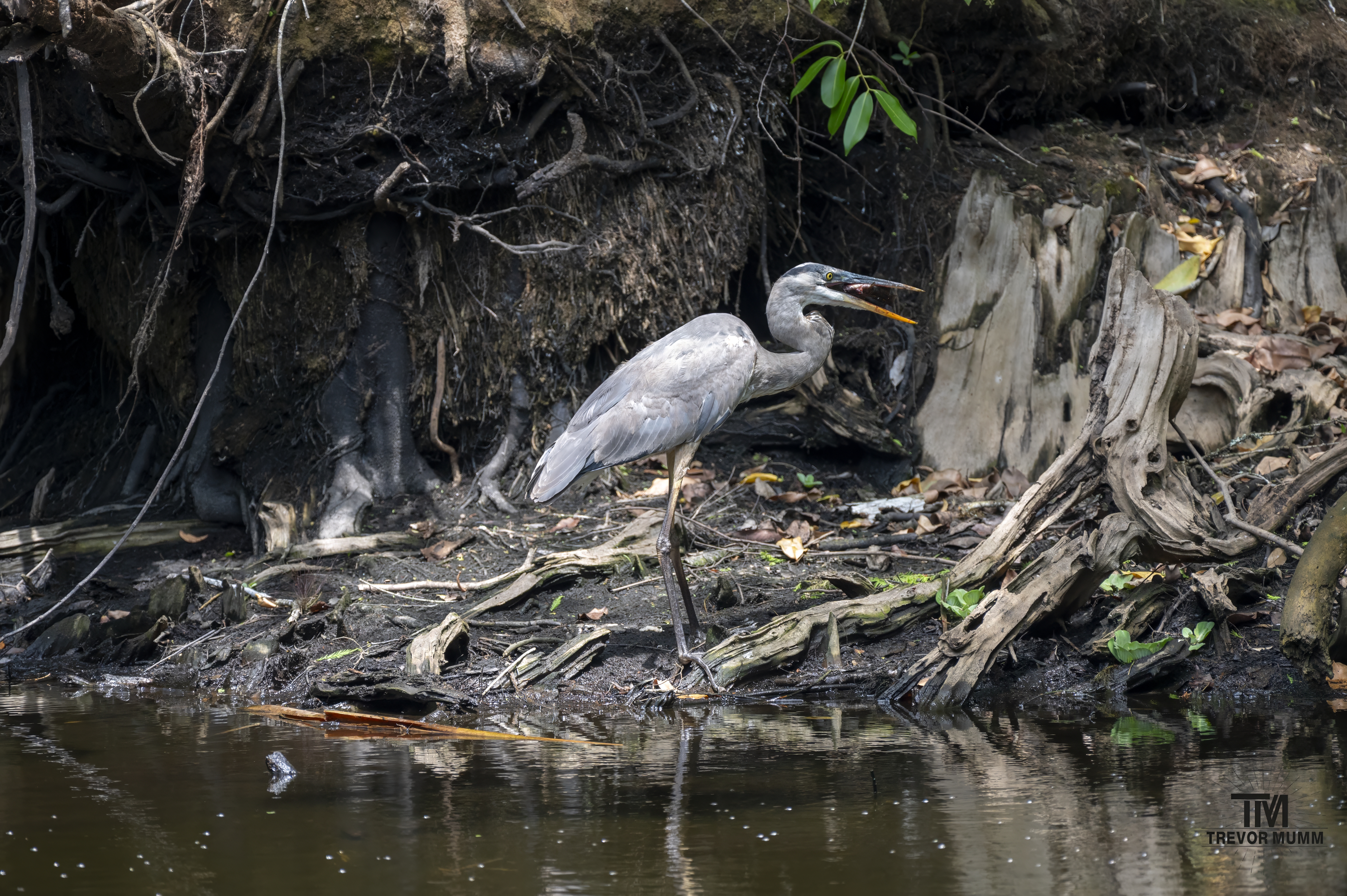 Great Blue Heron | Everglades 2025