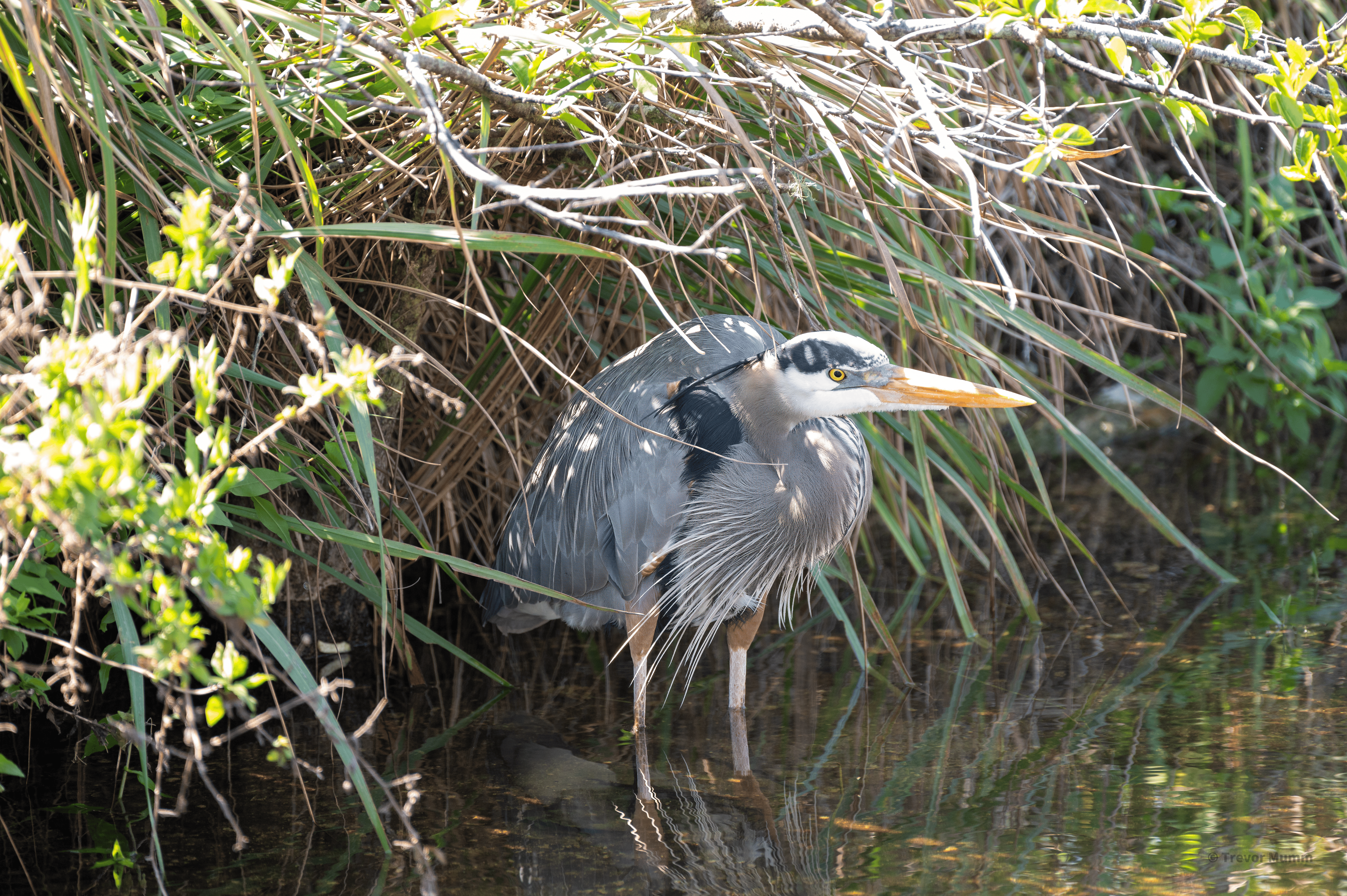 Great Blue Heron | Everglades