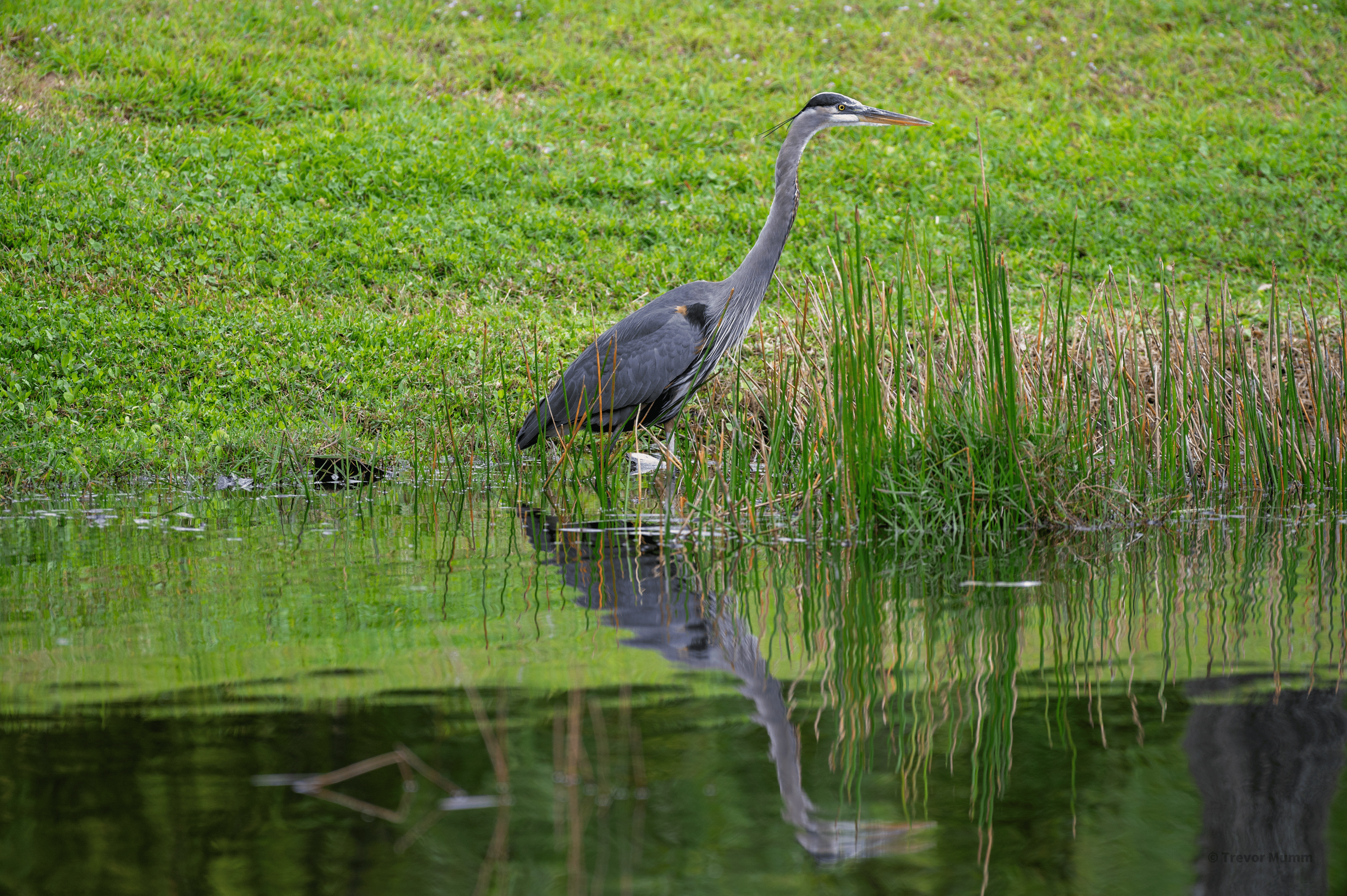 Great Blue Heron | Everglades