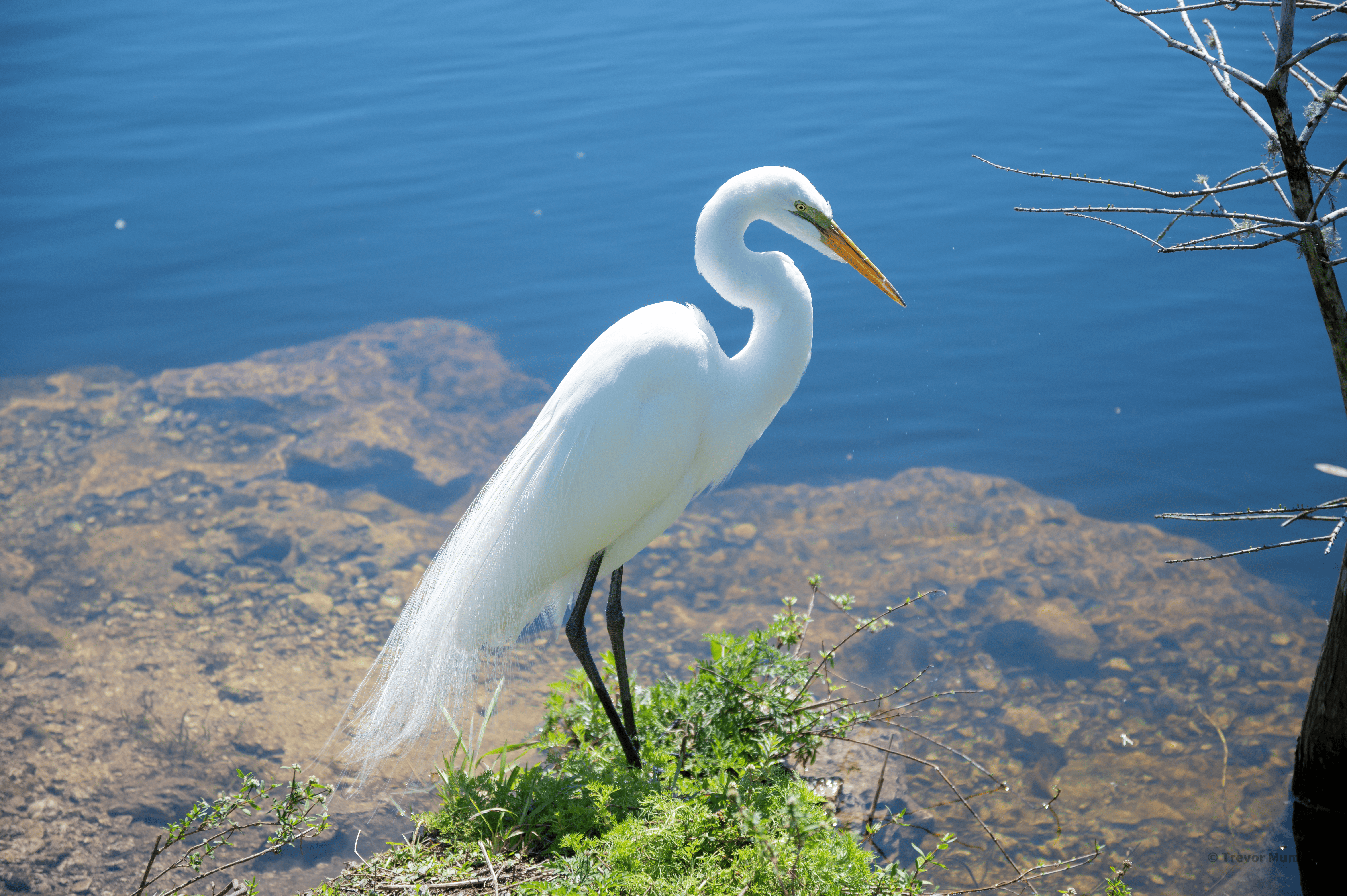 Great Egret | Everglades