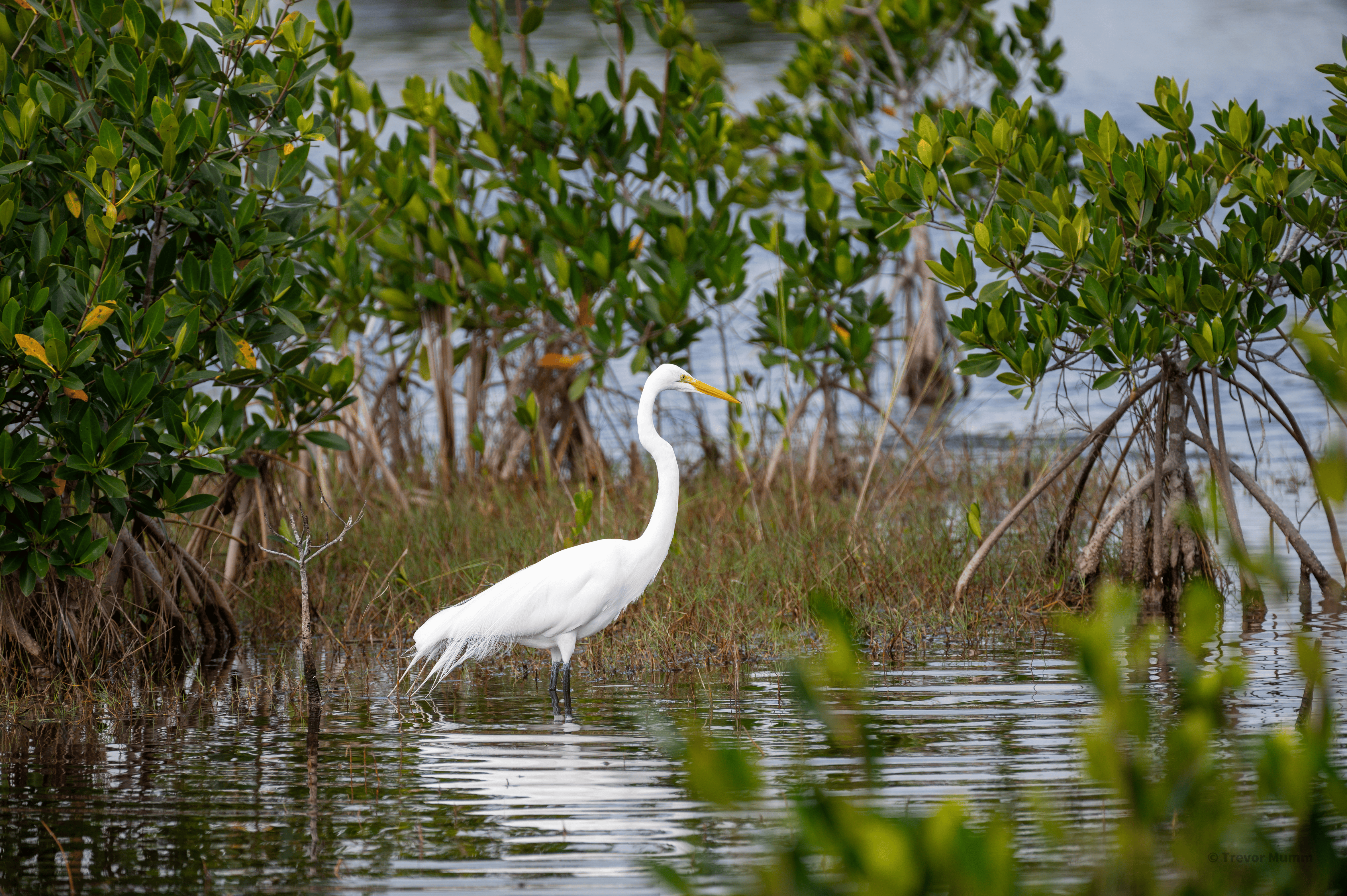 Great Egret | Everglades