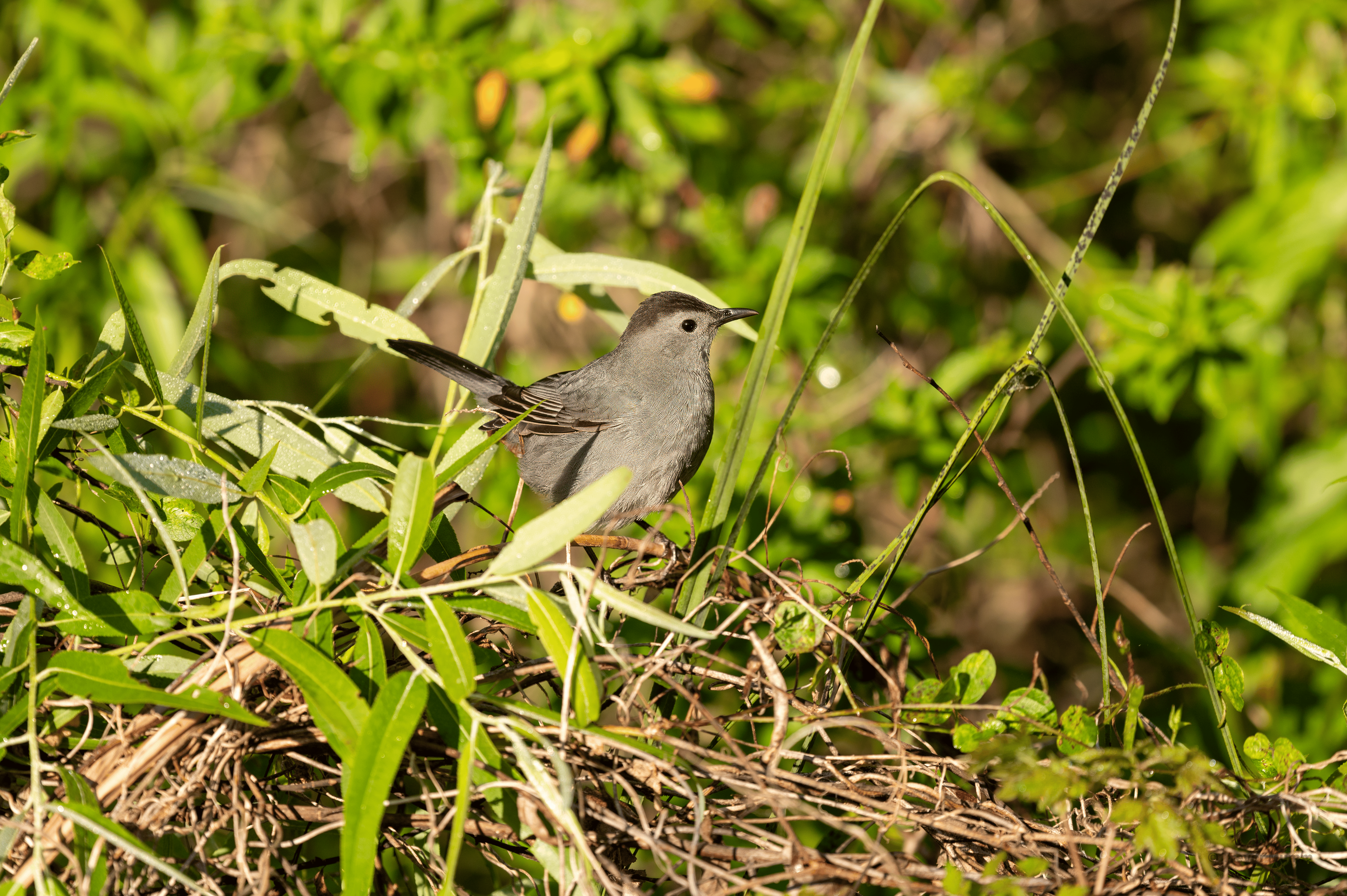 Grey Catbird | Everglades