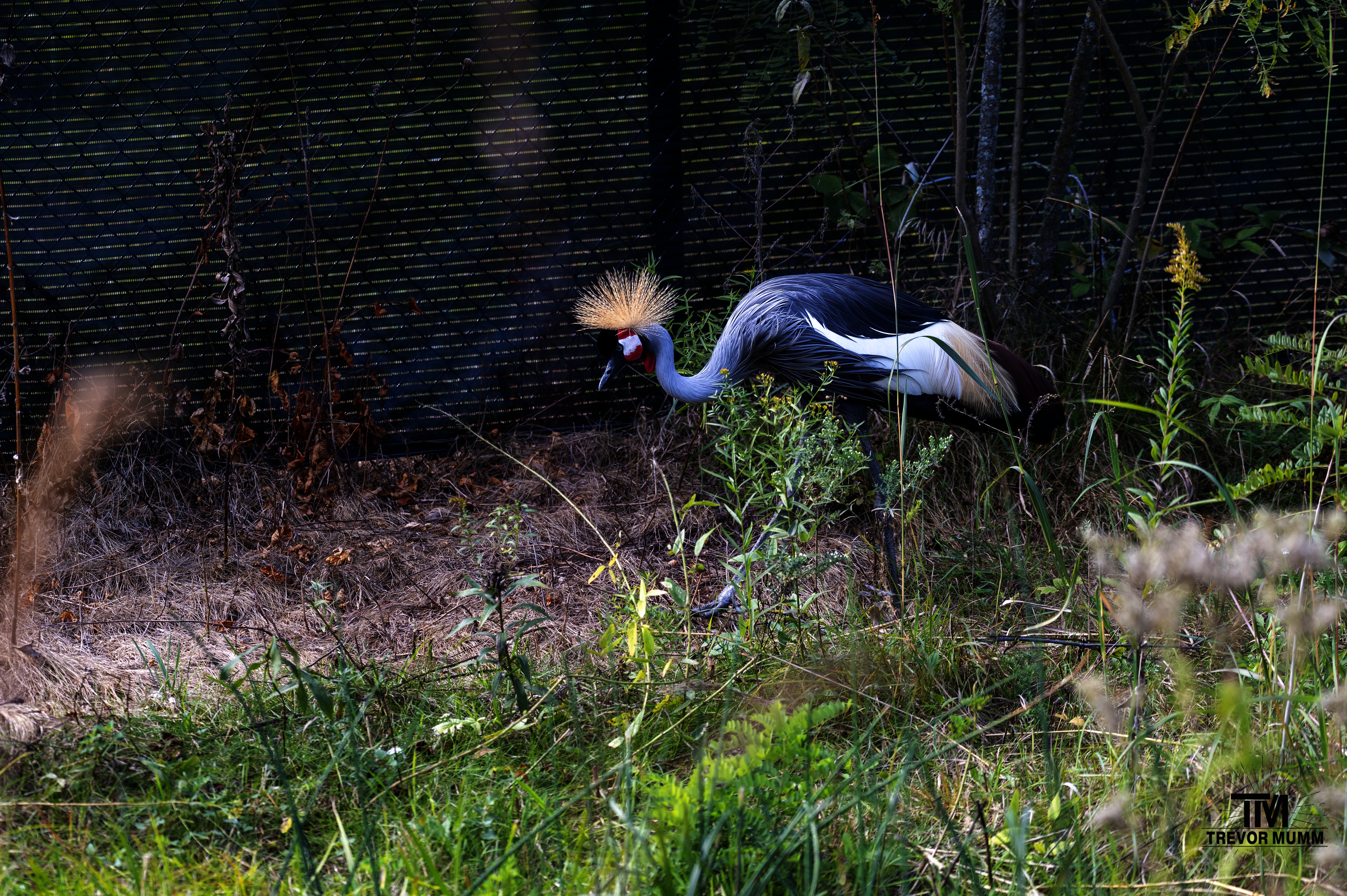 Grey Crowned Crane