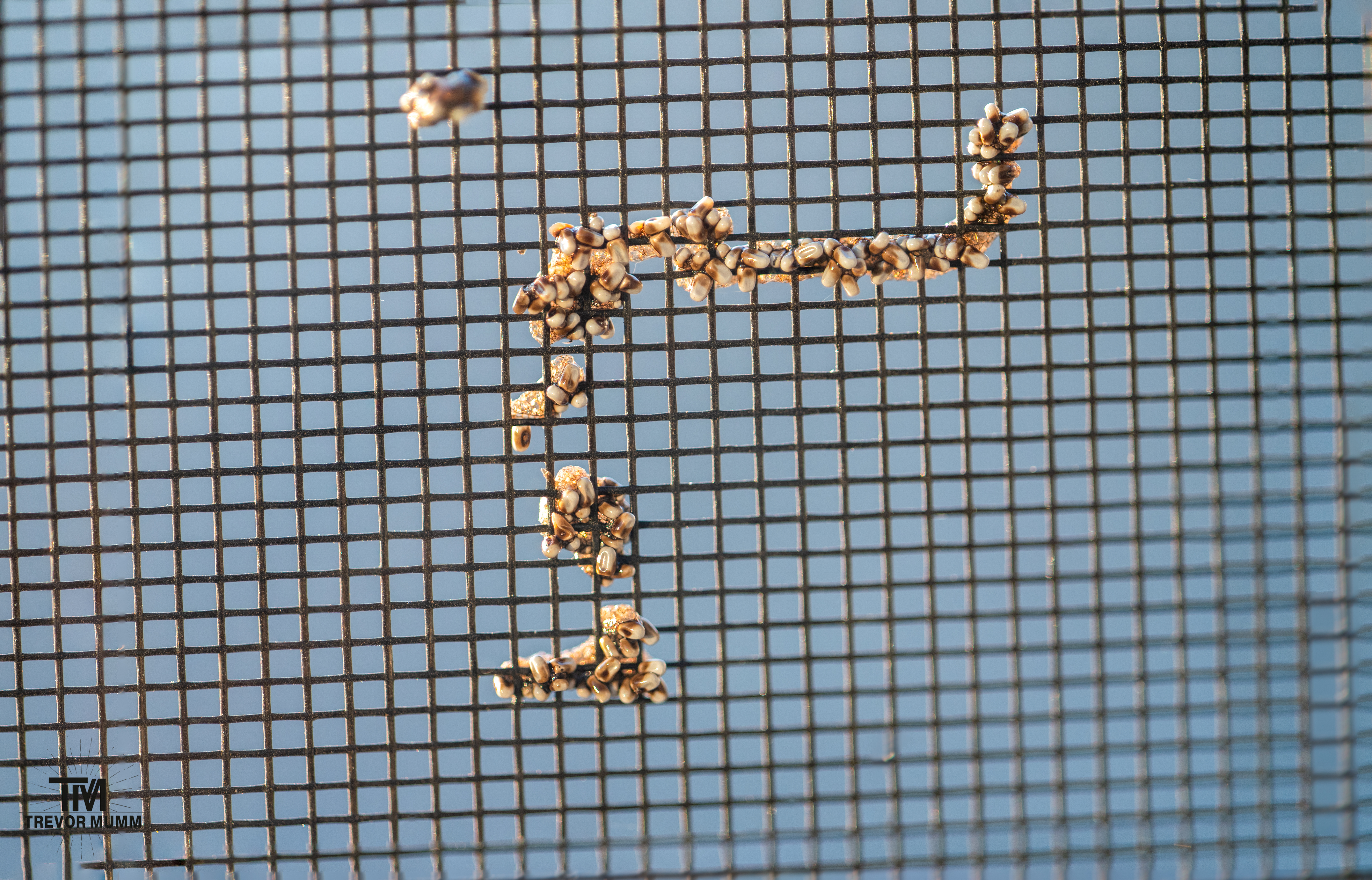 Spider Eggs 9-1-2025