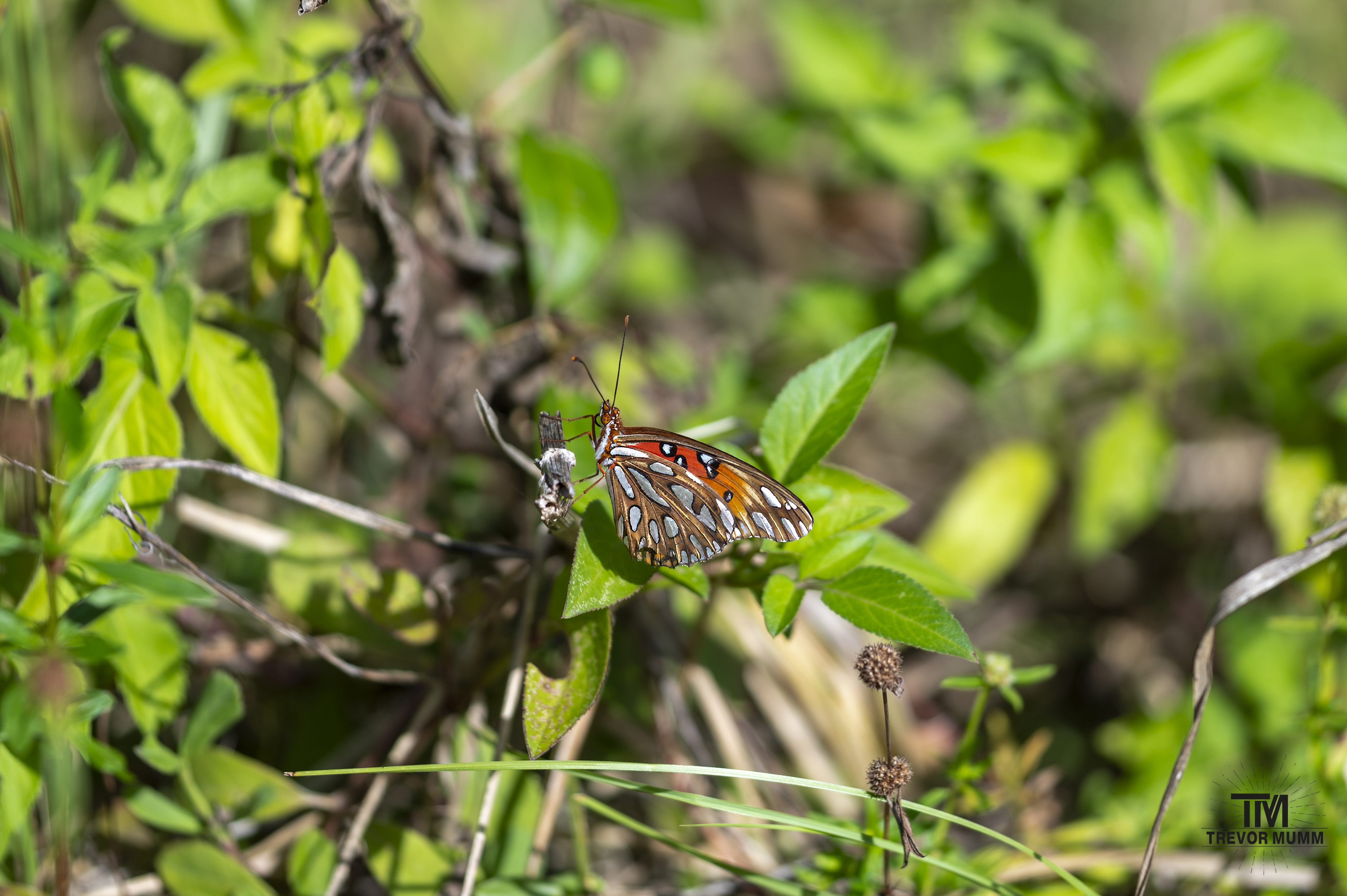 Gulf Fritillary | Everglades 2025