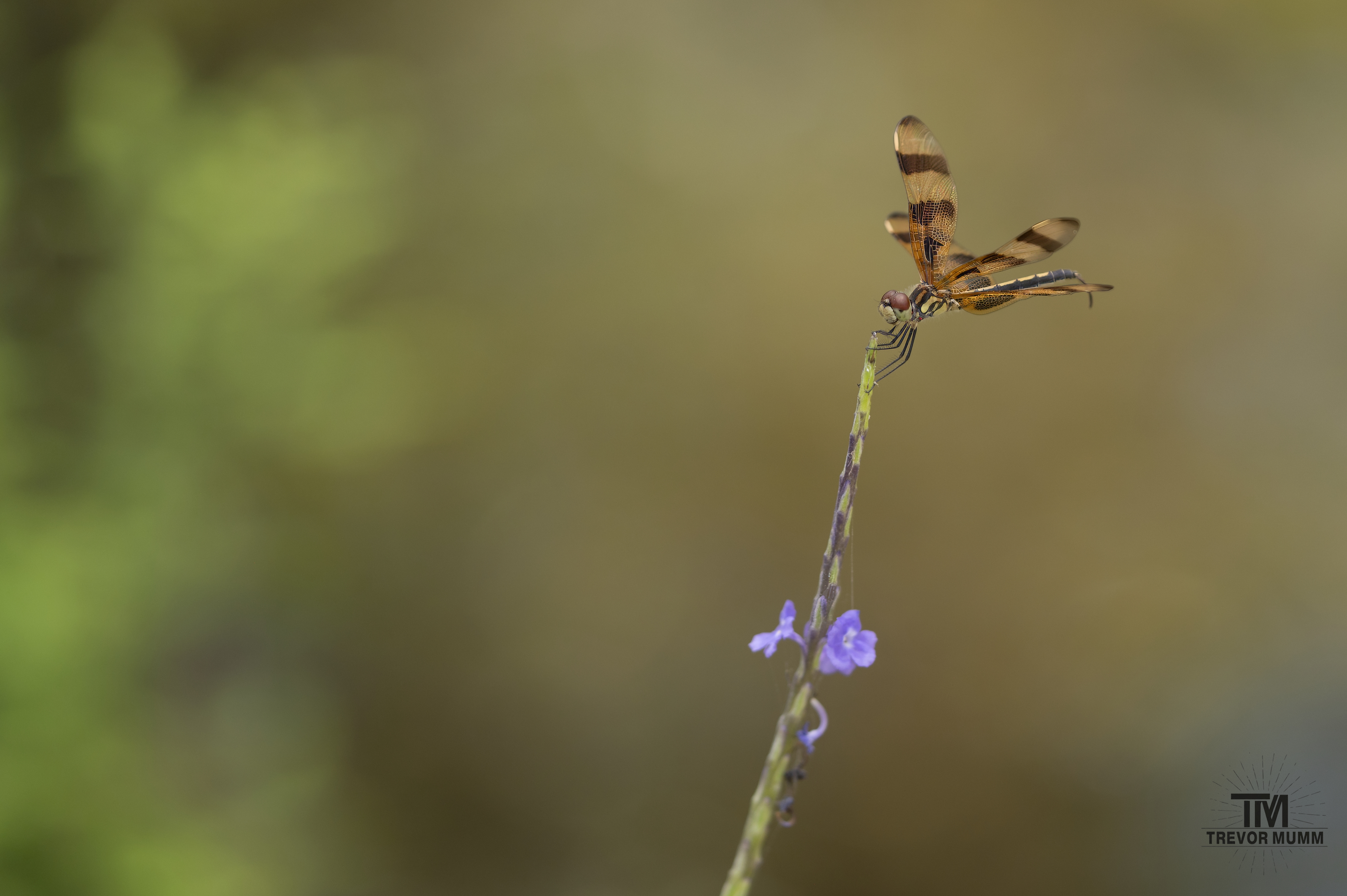 Halloween Pennant | Everglades 2025