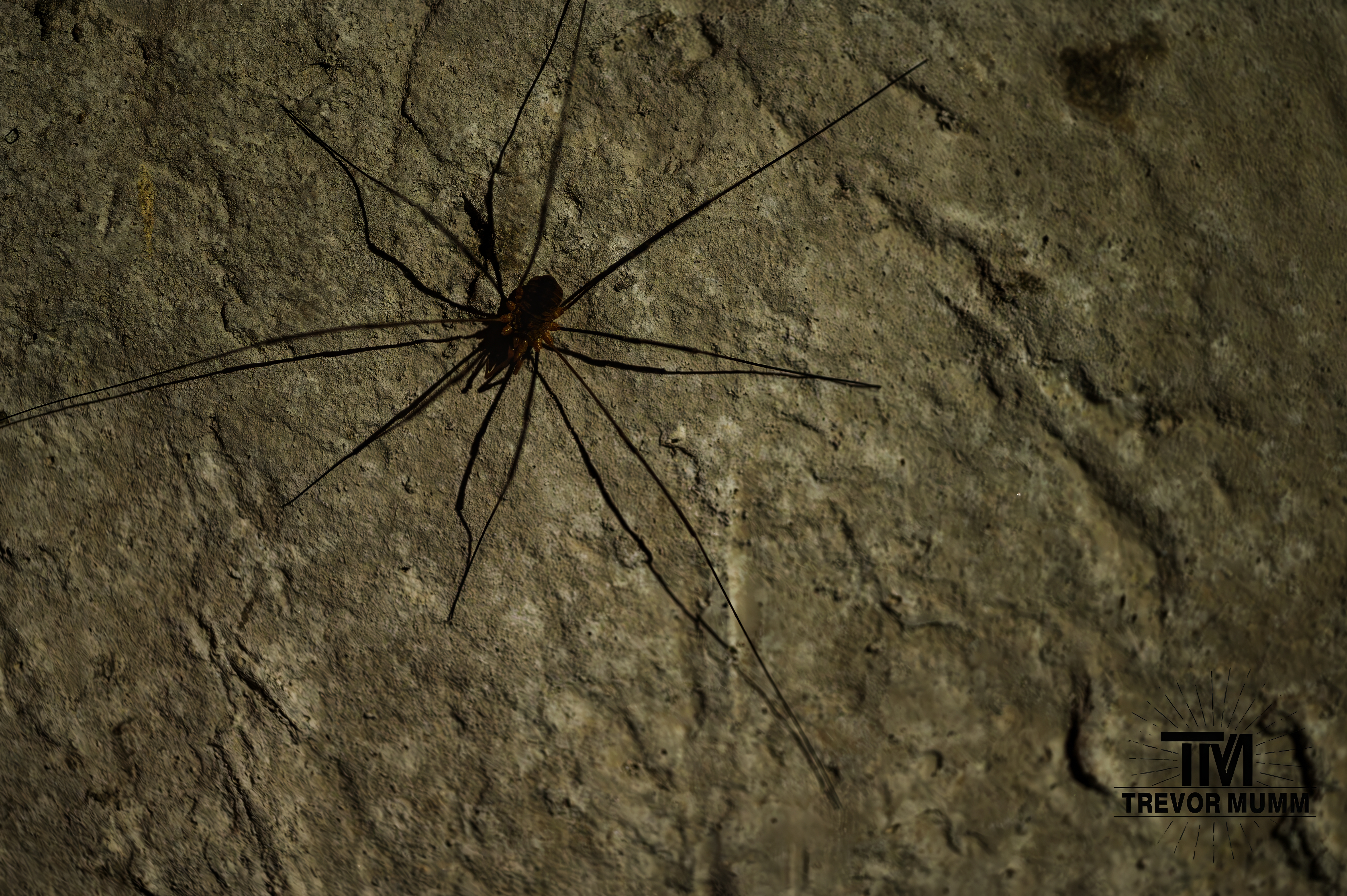 Harvestman (Daddy long legs) | Eau Claire WI