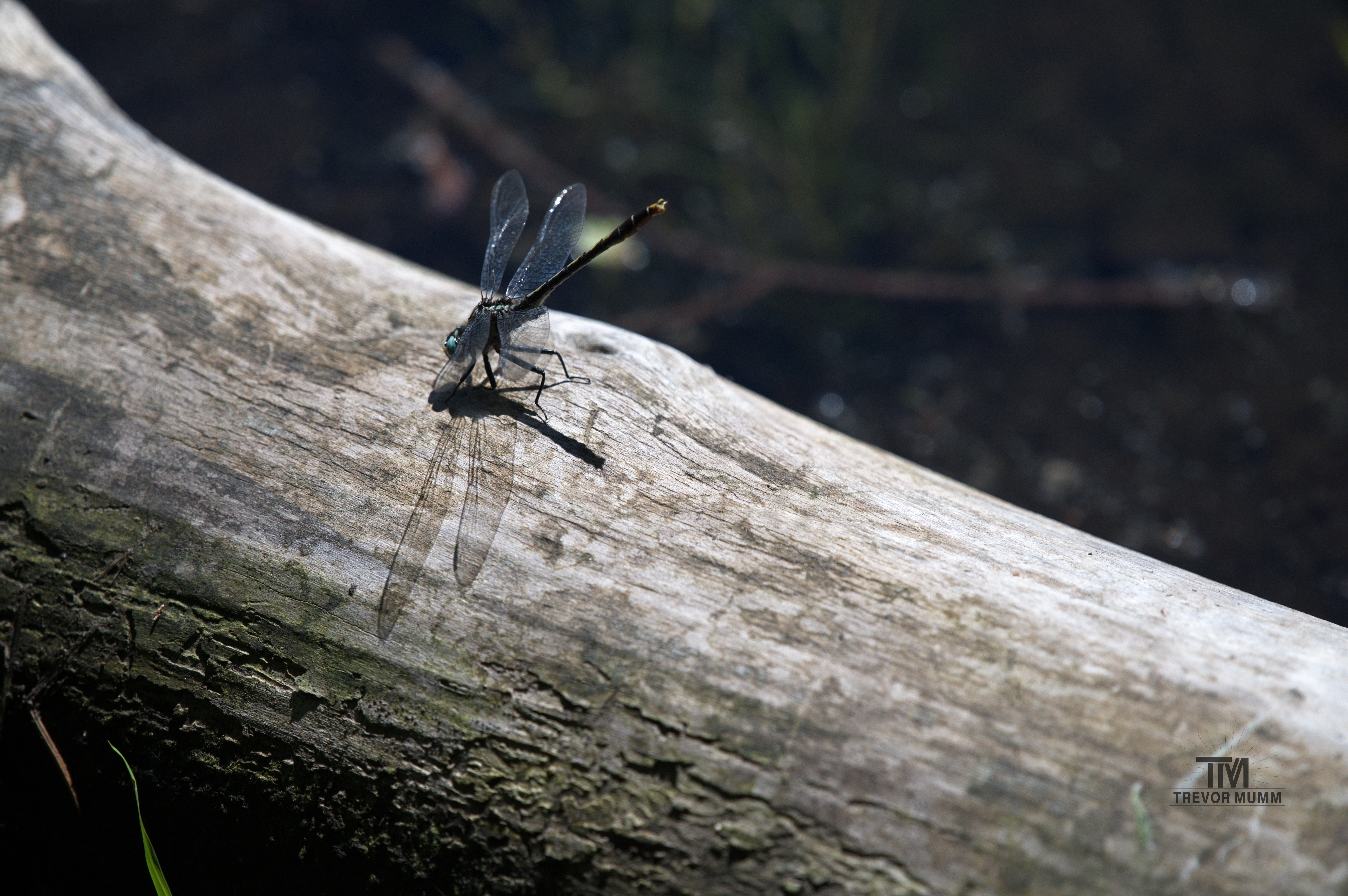 Heliogomphus Dragonfly | Braun's Bay, EC WI