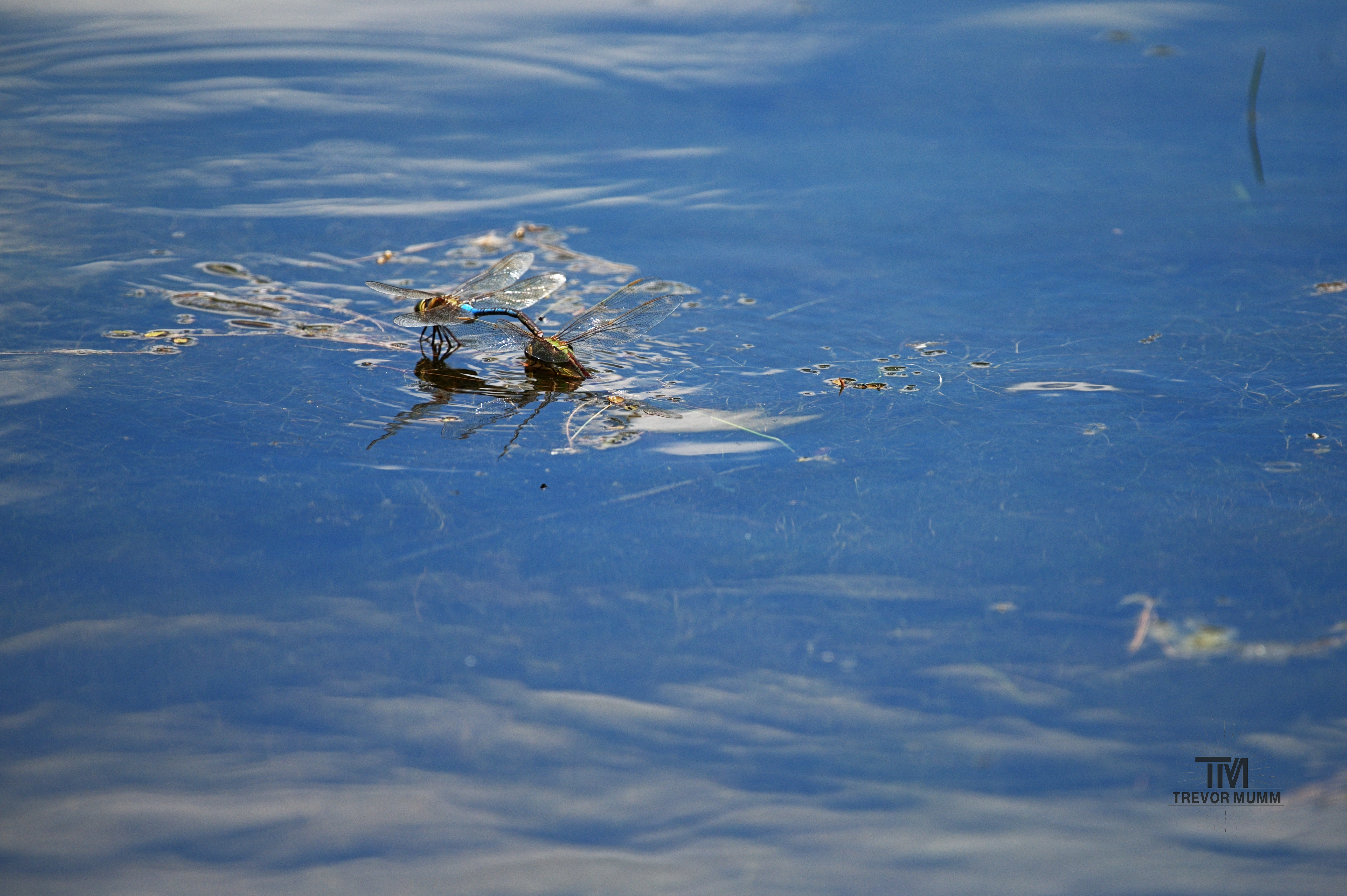 Heliogomphus Dragonflies Mating | Braun's Bay, EC WI